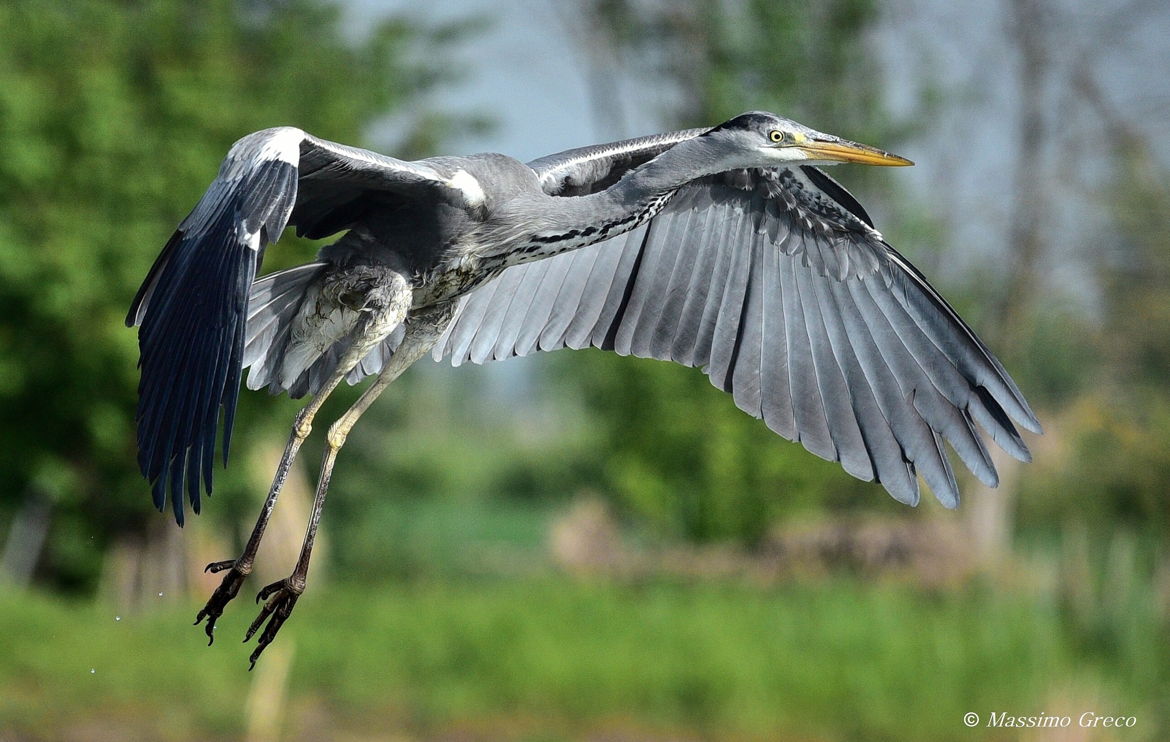 Grey heron in flight