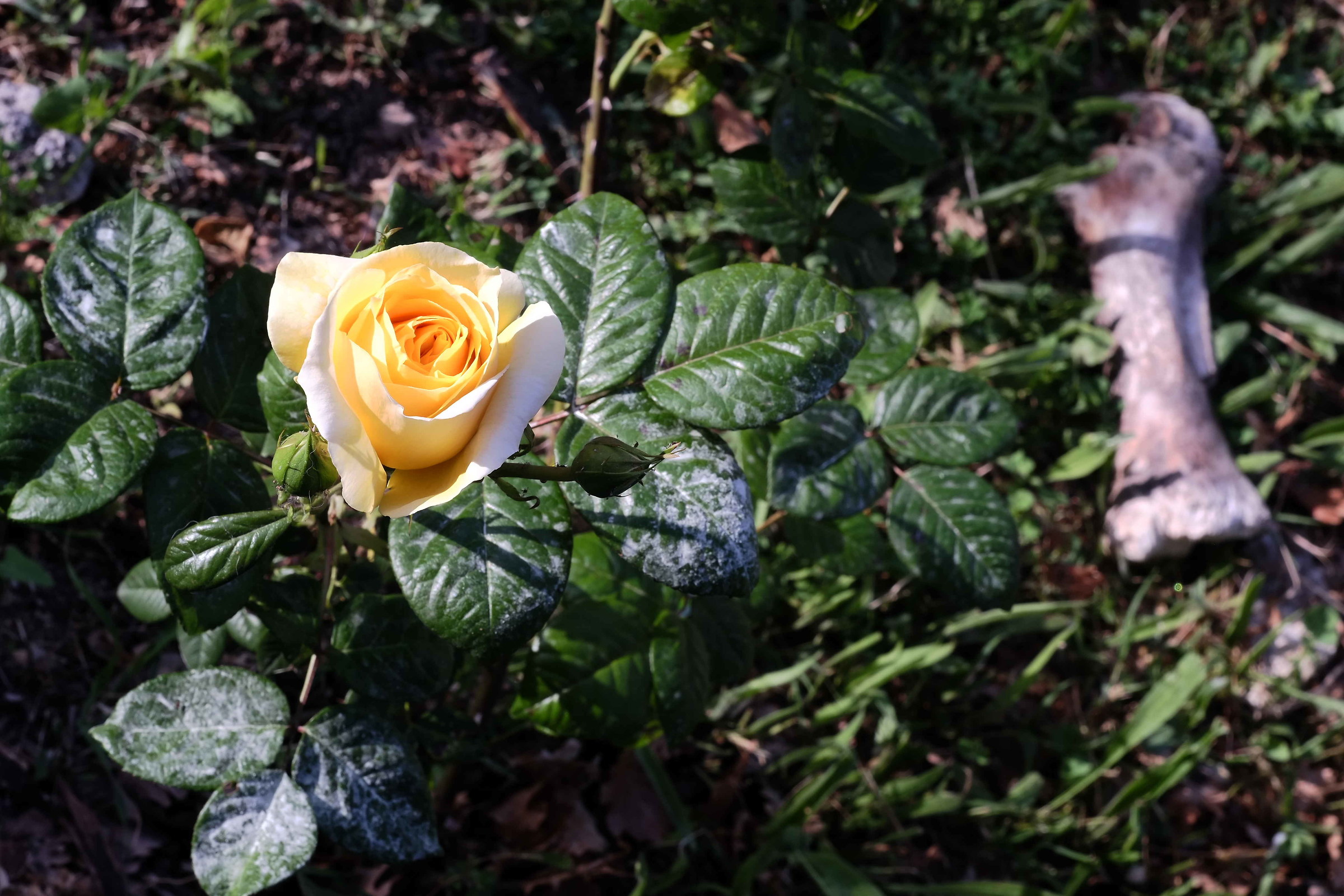 Death and the maiden