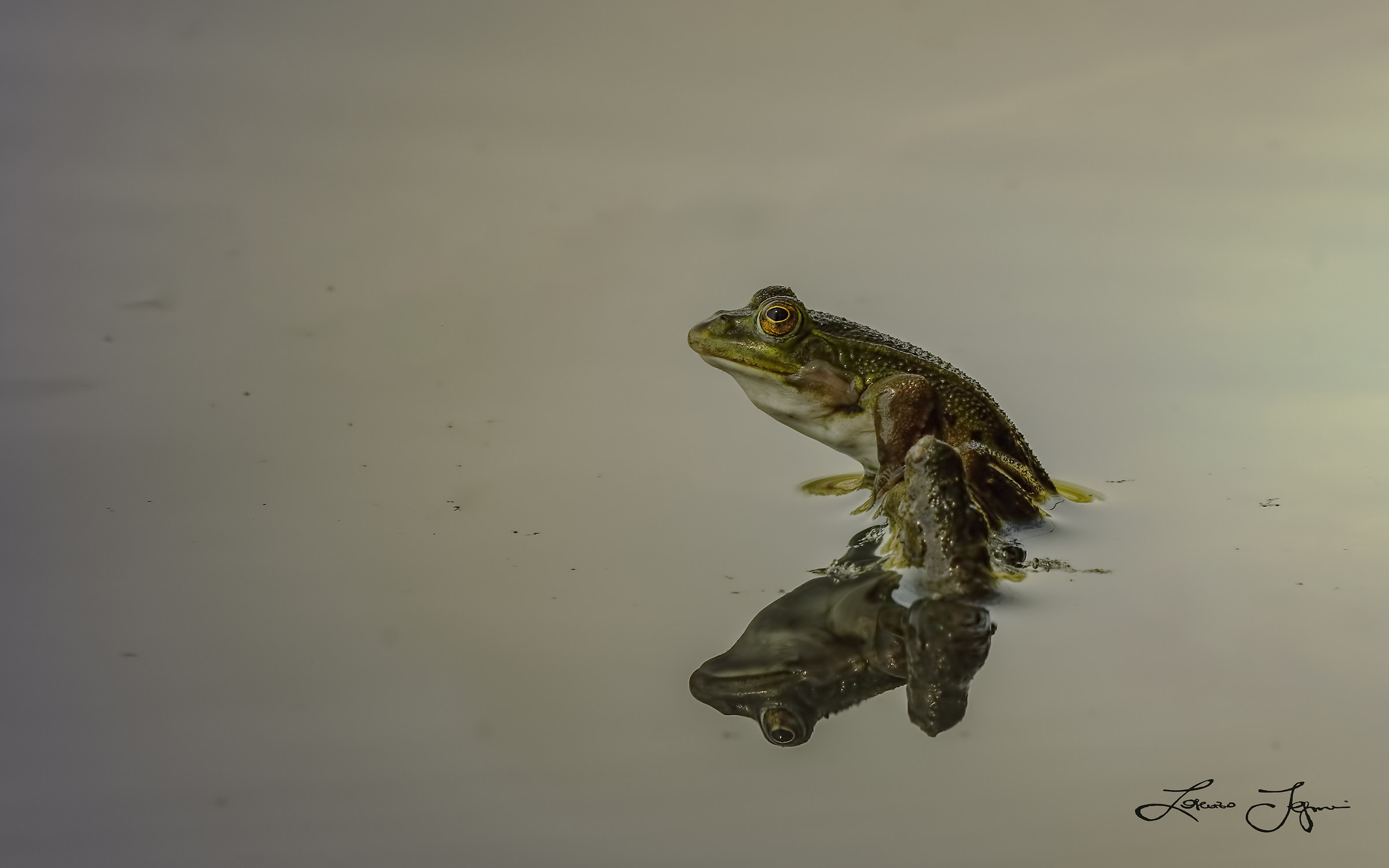 First steps on planet Earth