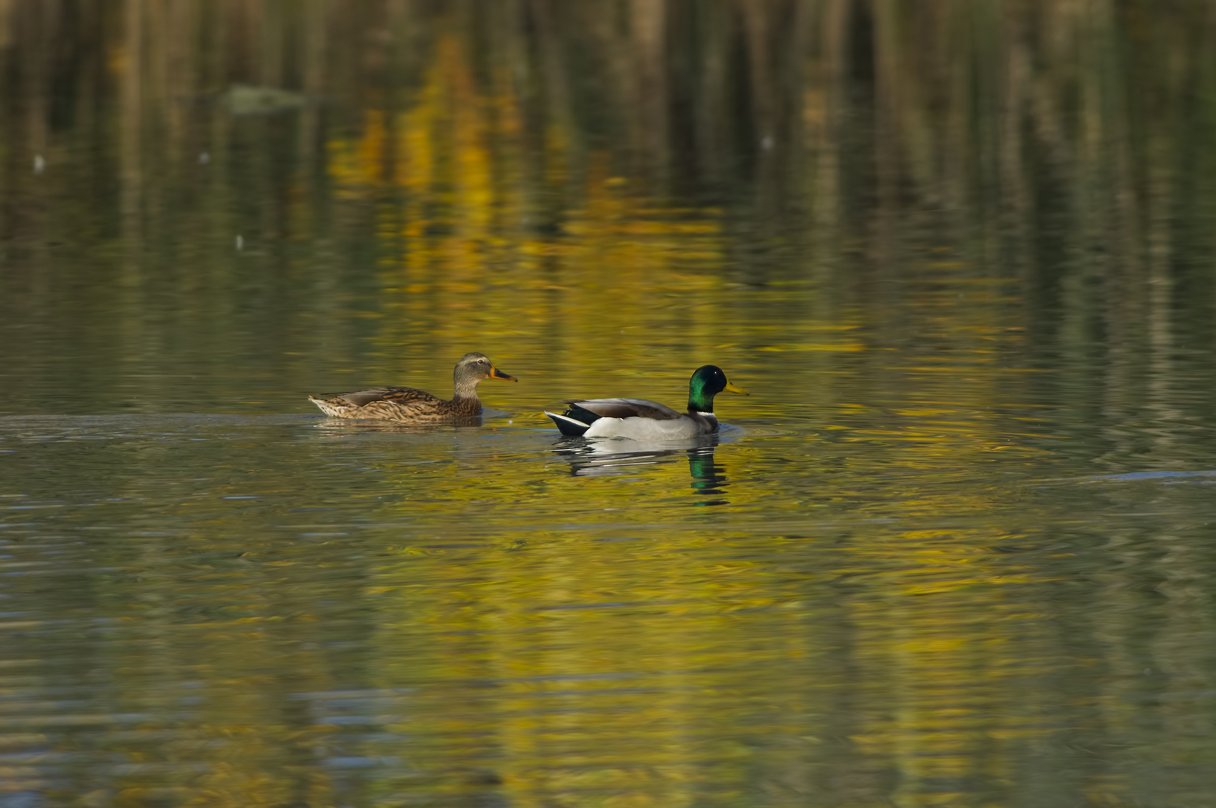 Come se fosse oro....