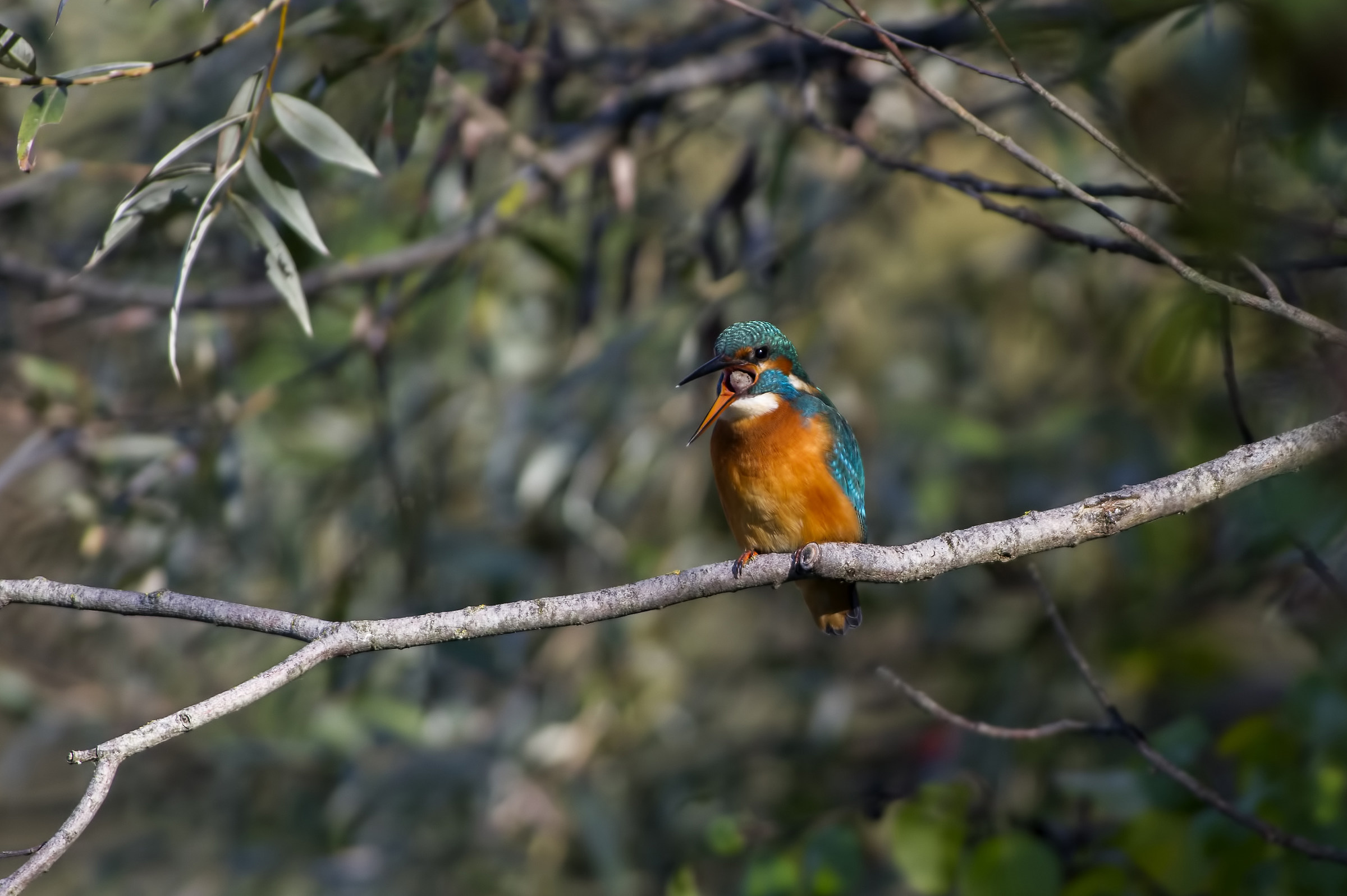 Martin Pescatore (ambientato)