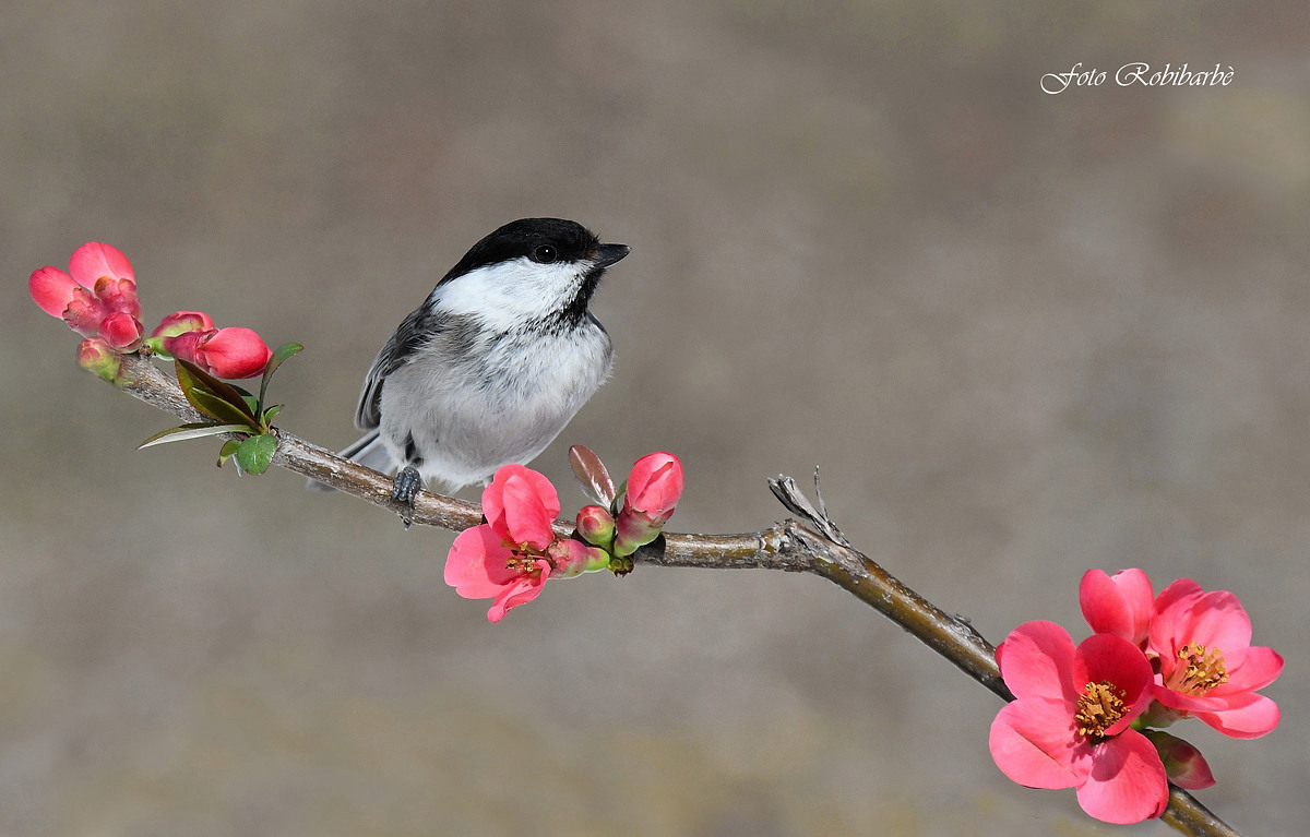 Chickadee ...