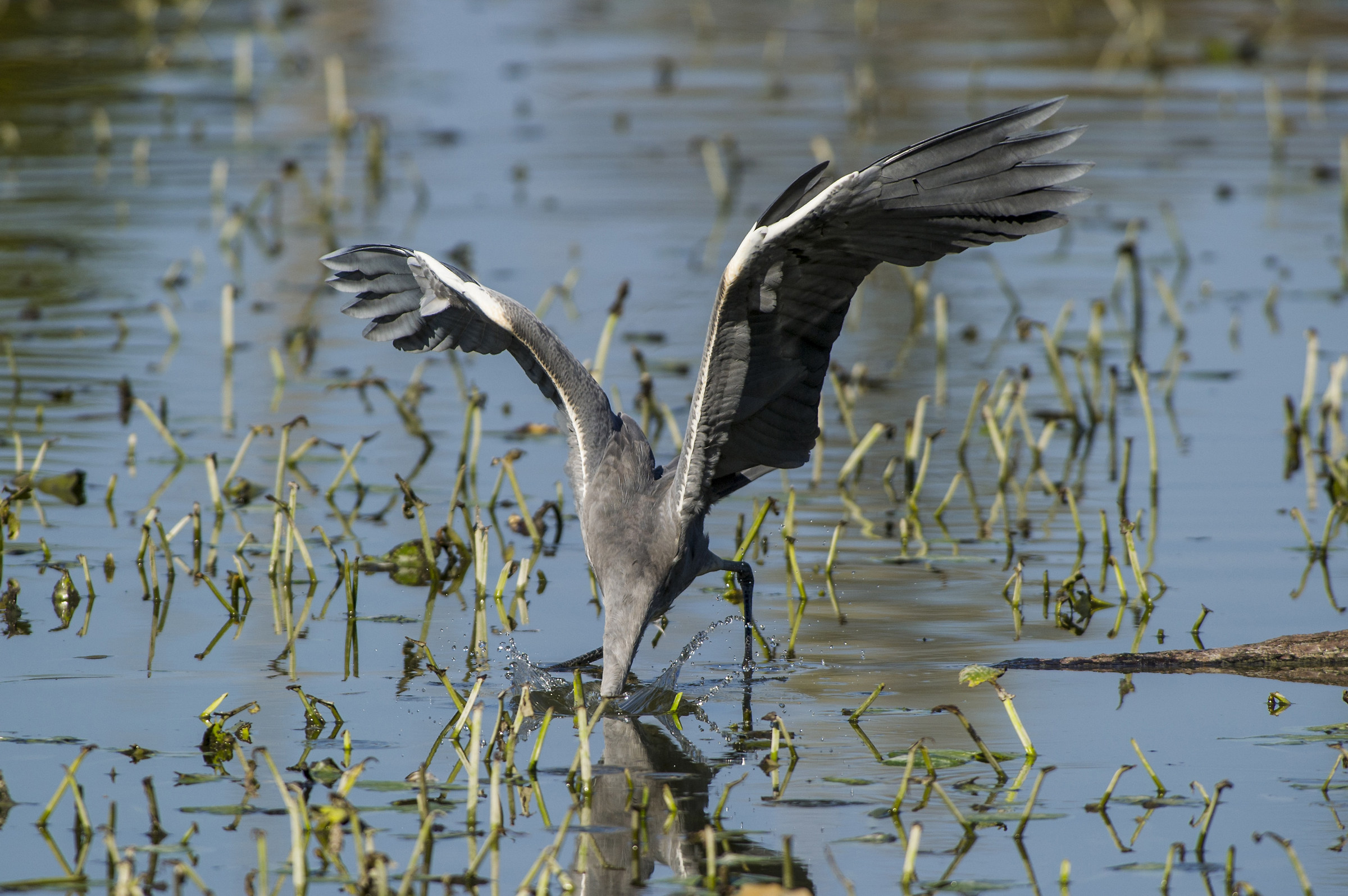 A caccia con la testa sott'acqua