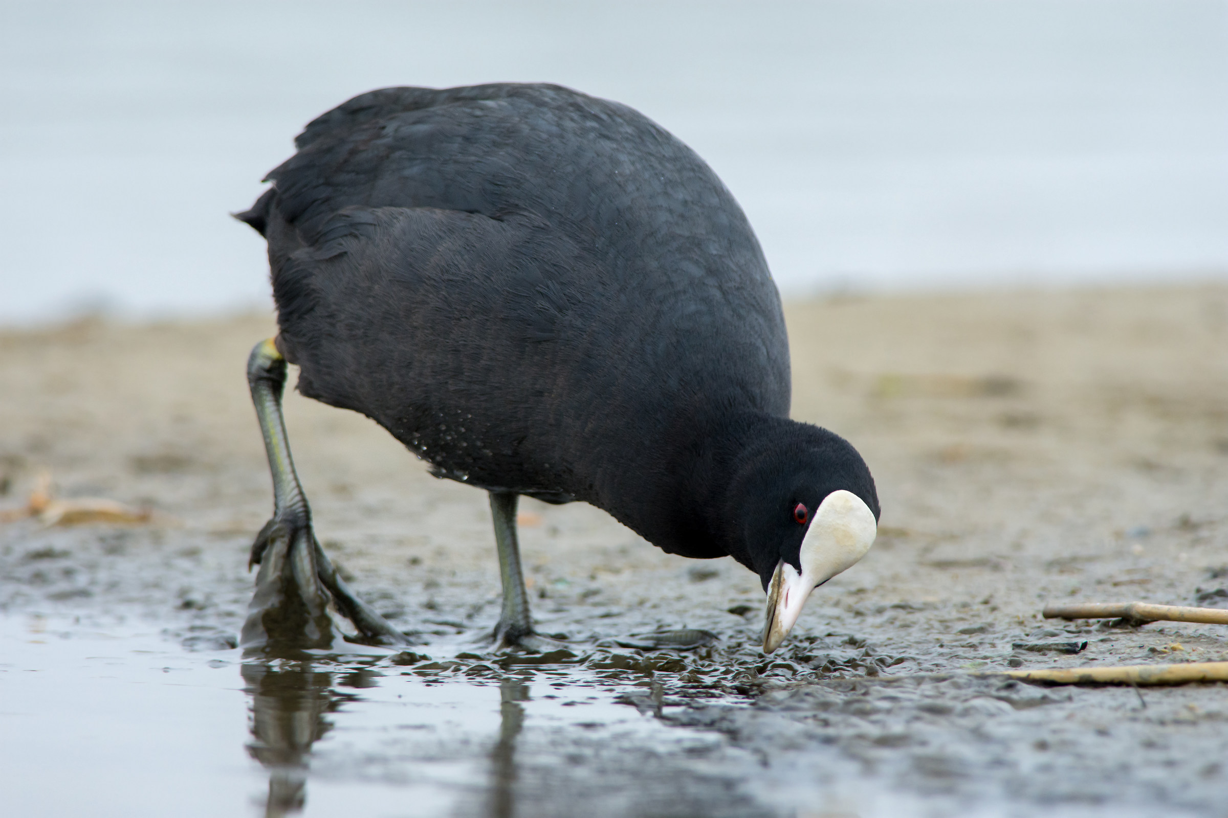 Coot