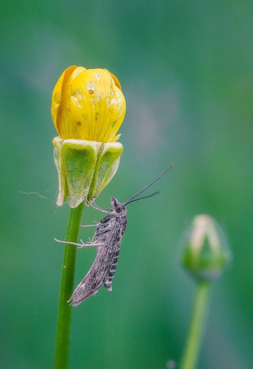 The guardian of the flower