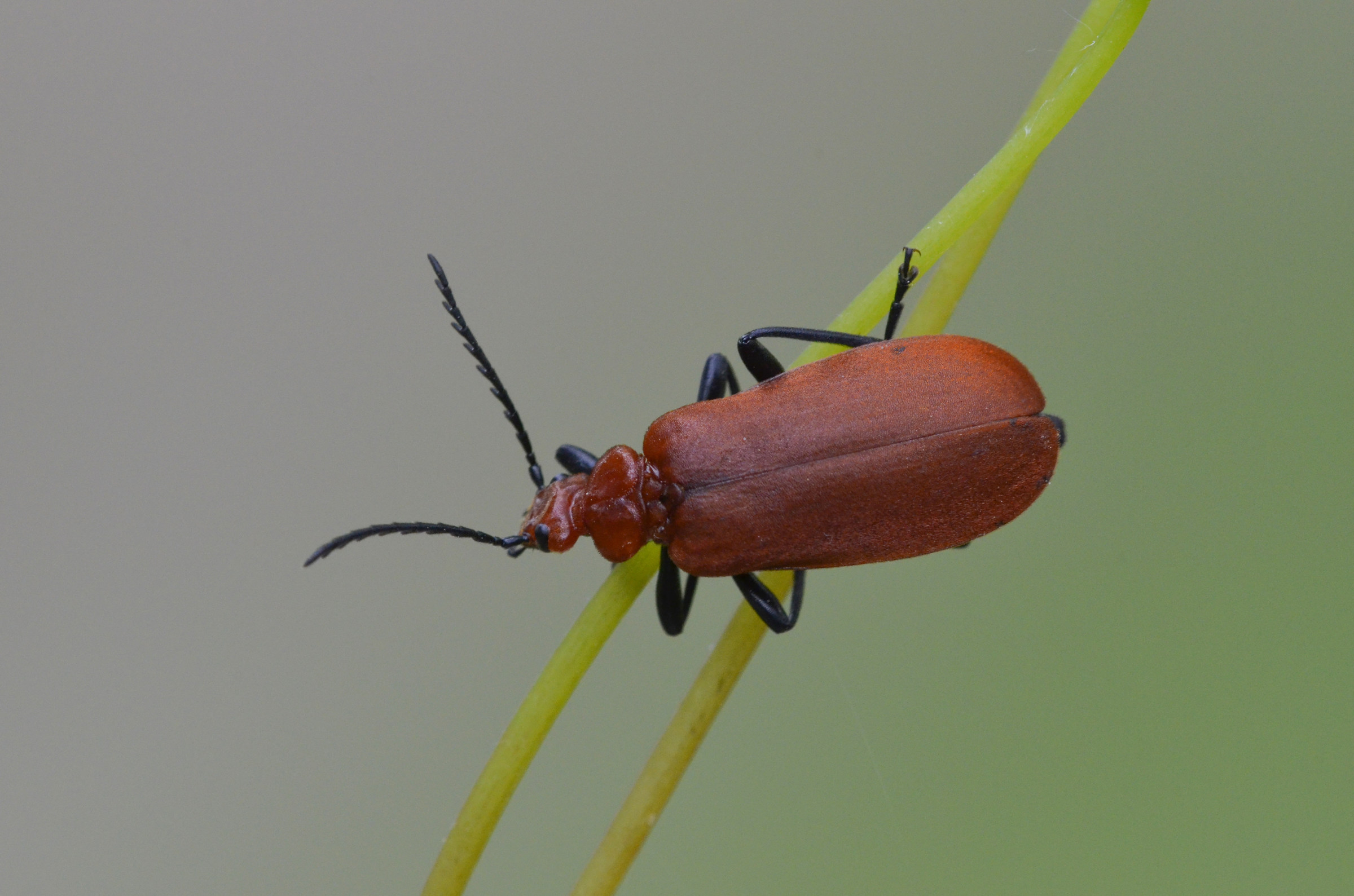 Pyrochroa serraticornis