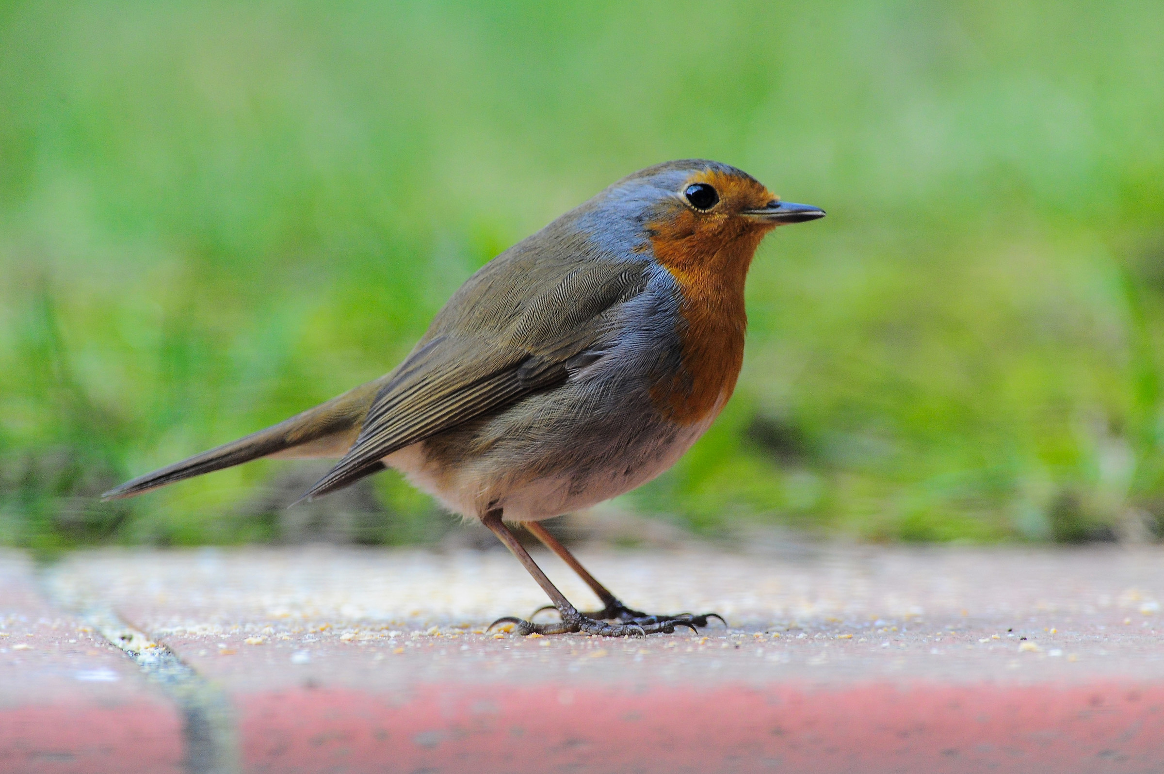 Robin