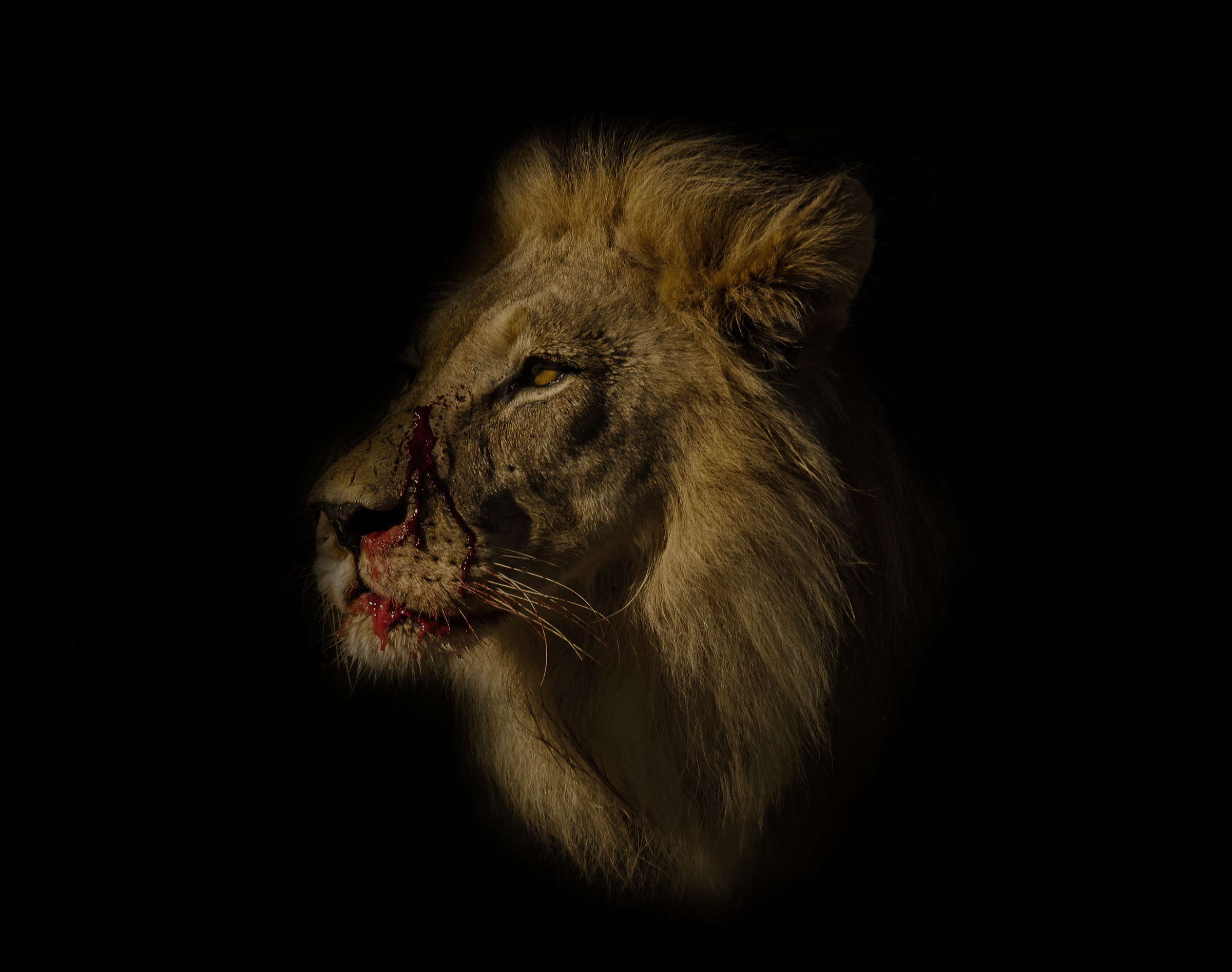 Wounded Lion