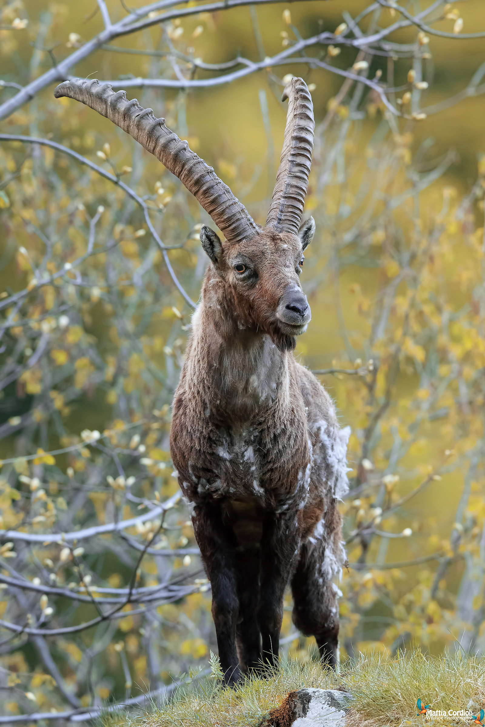 il re della montagna