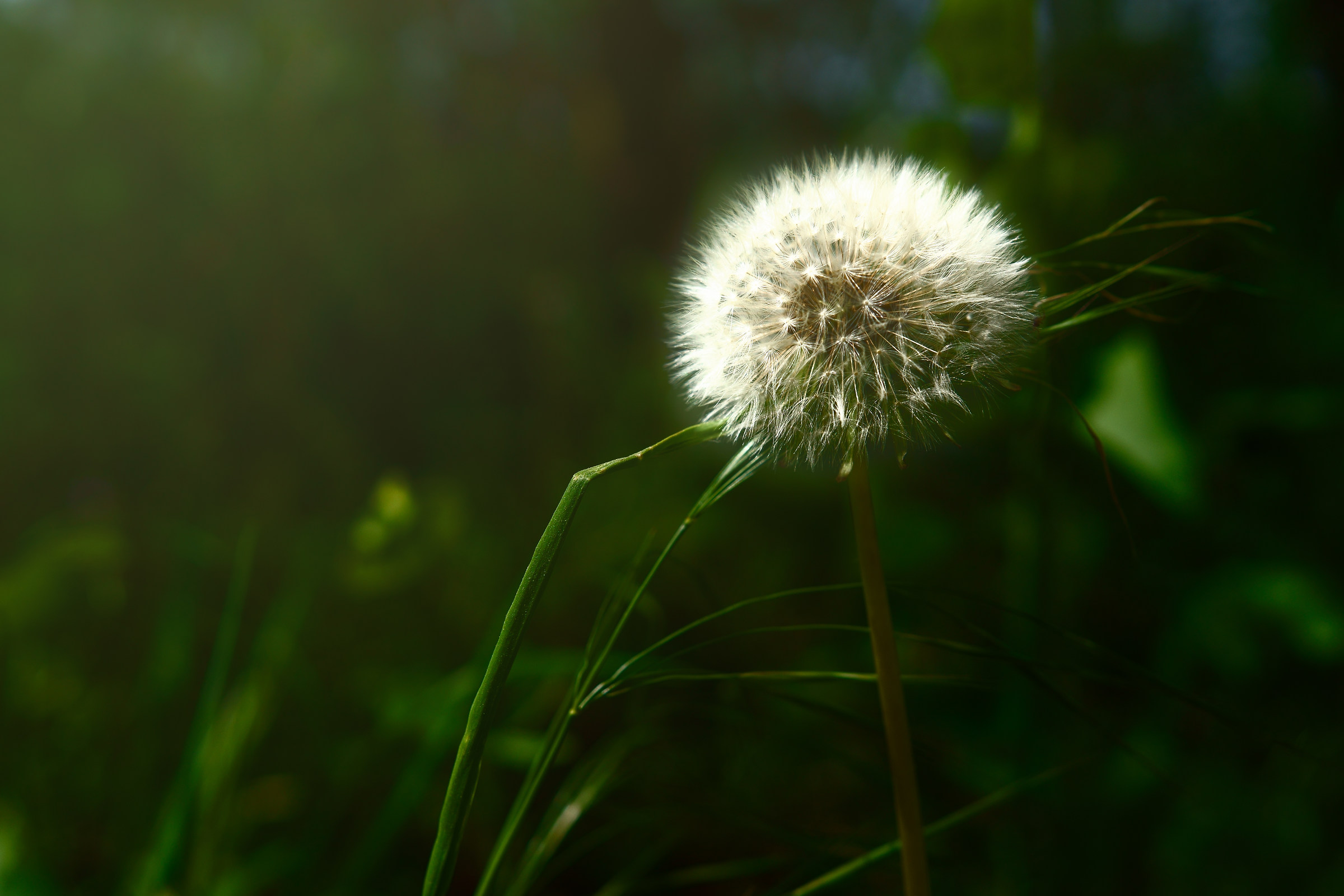 L'arte della natura 8