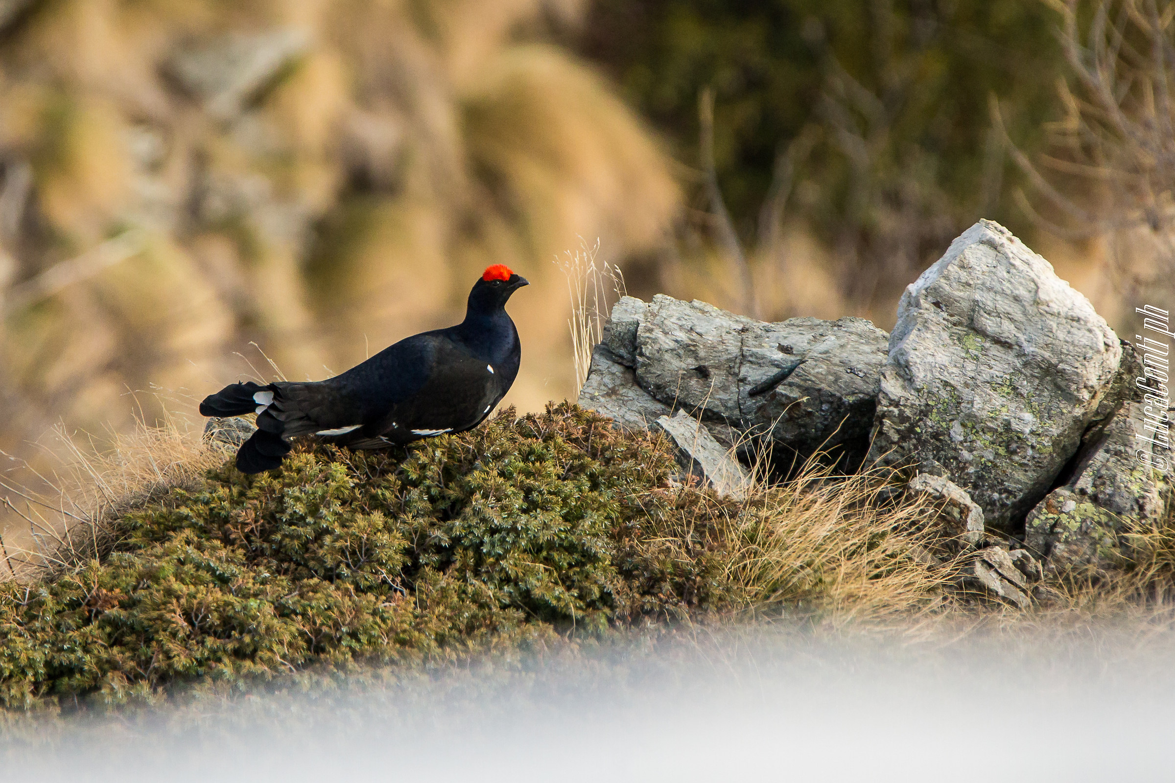 First Grouse of 2018
