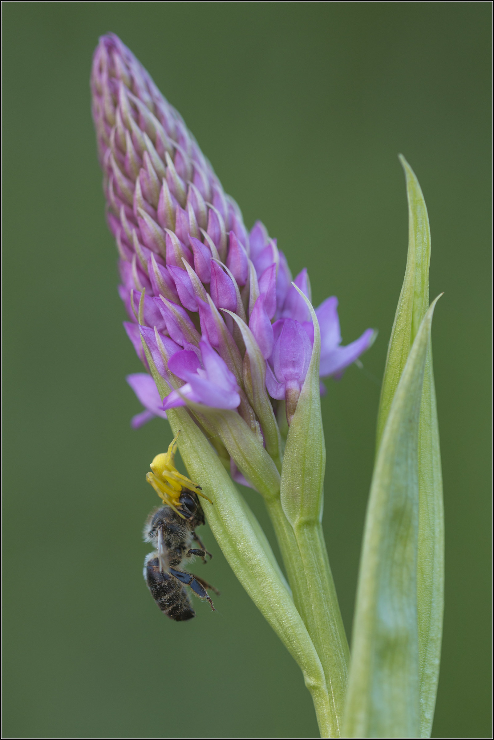 delitto sotto l'orchidea