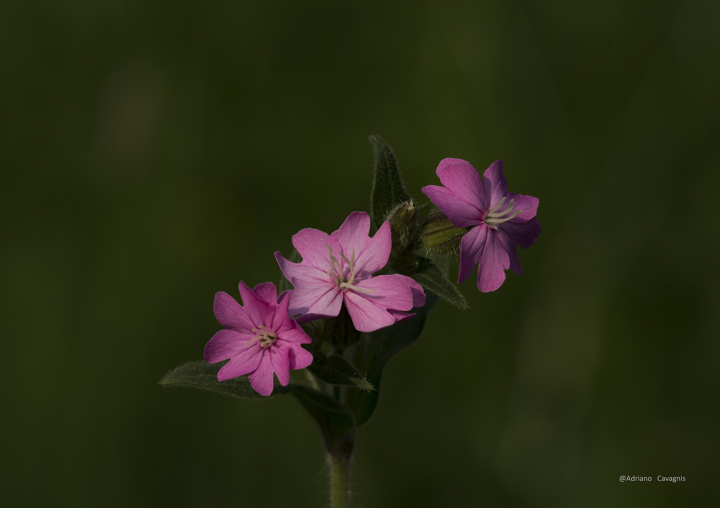 Fiori di campo due