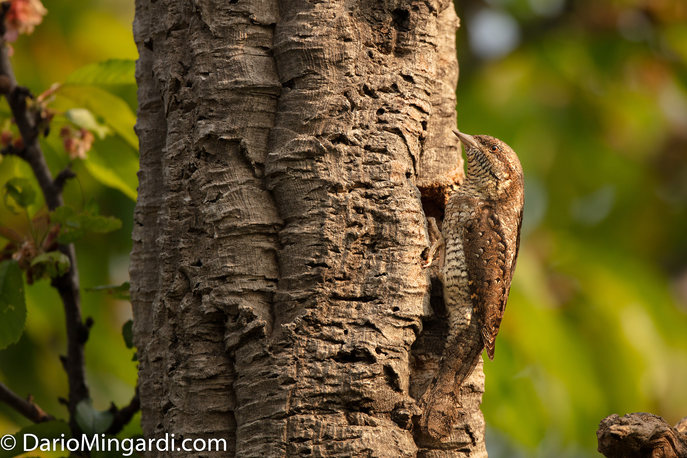 Wryneck