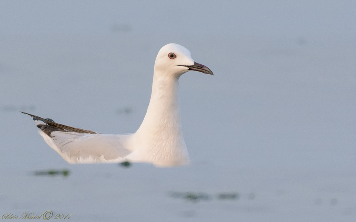 Gabbiano roseo (Larus genei)