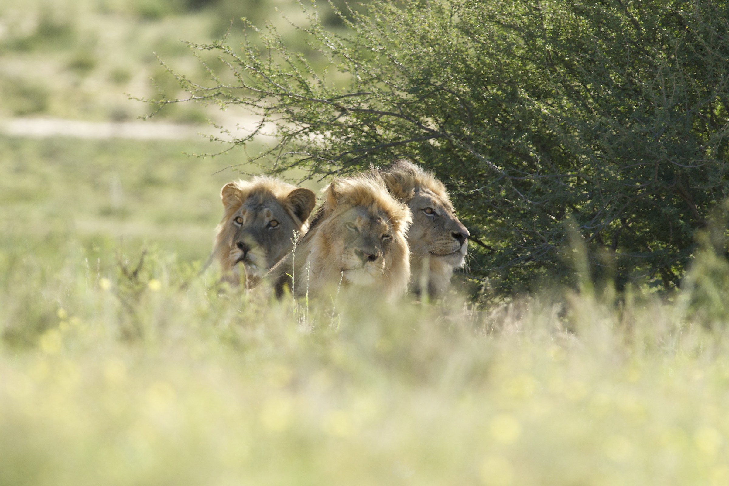 Three impressive males of the Kalahari