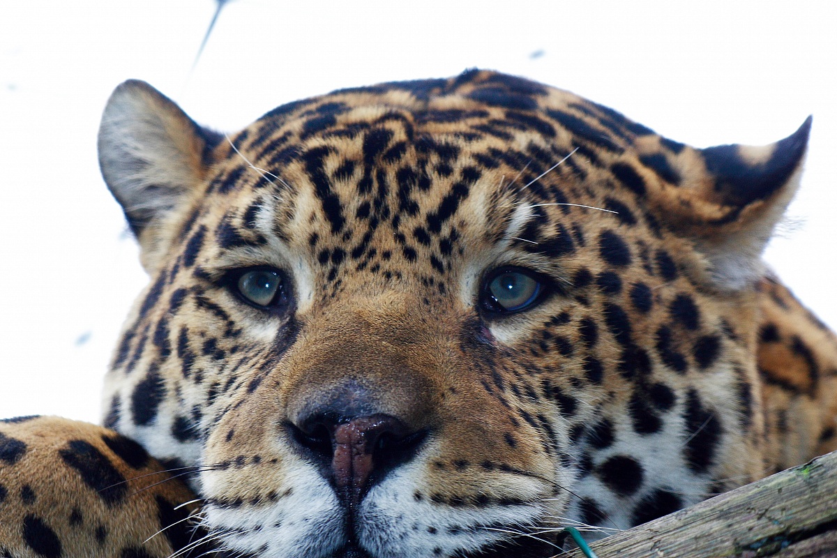Leopard bored