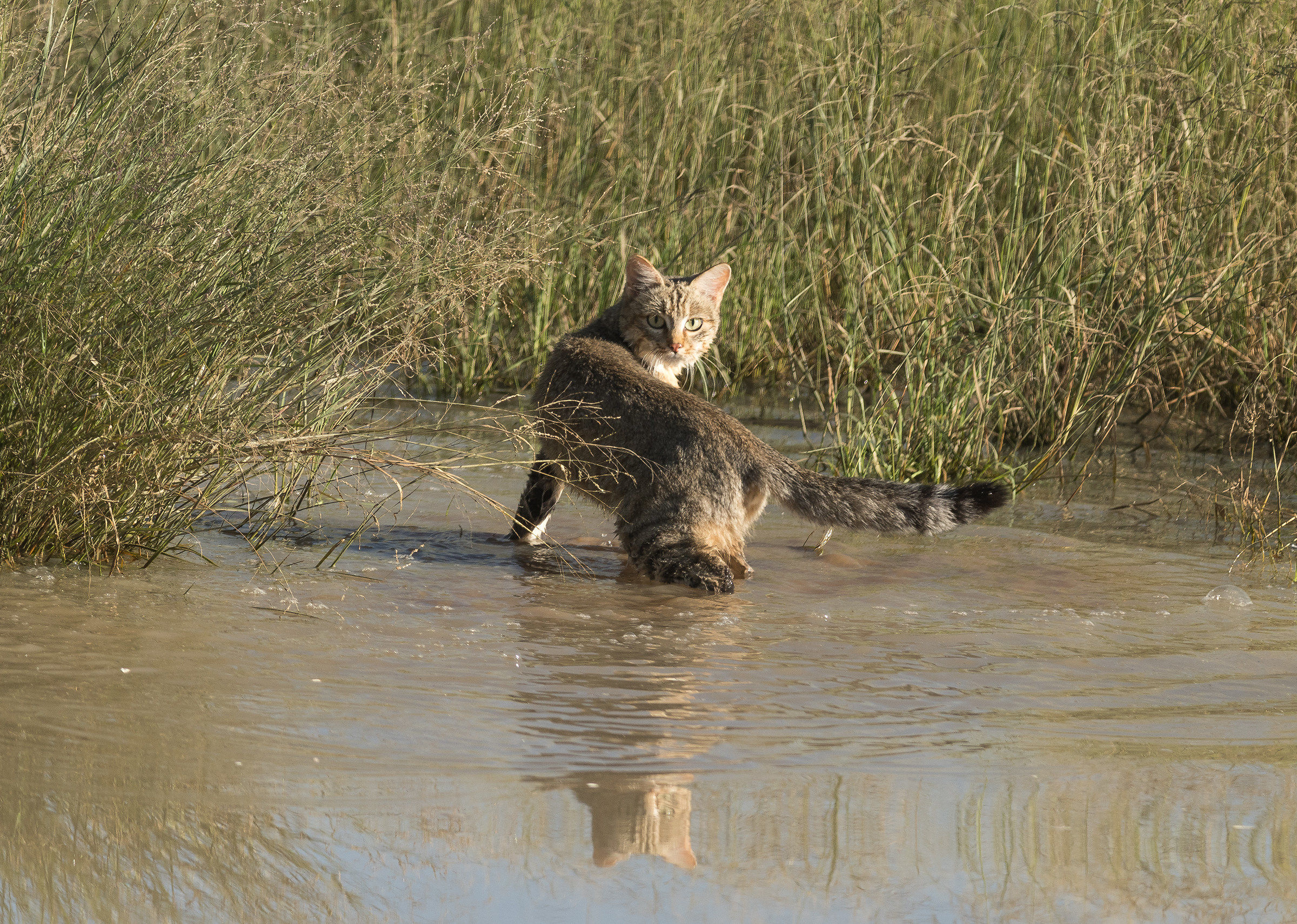 African wild cat