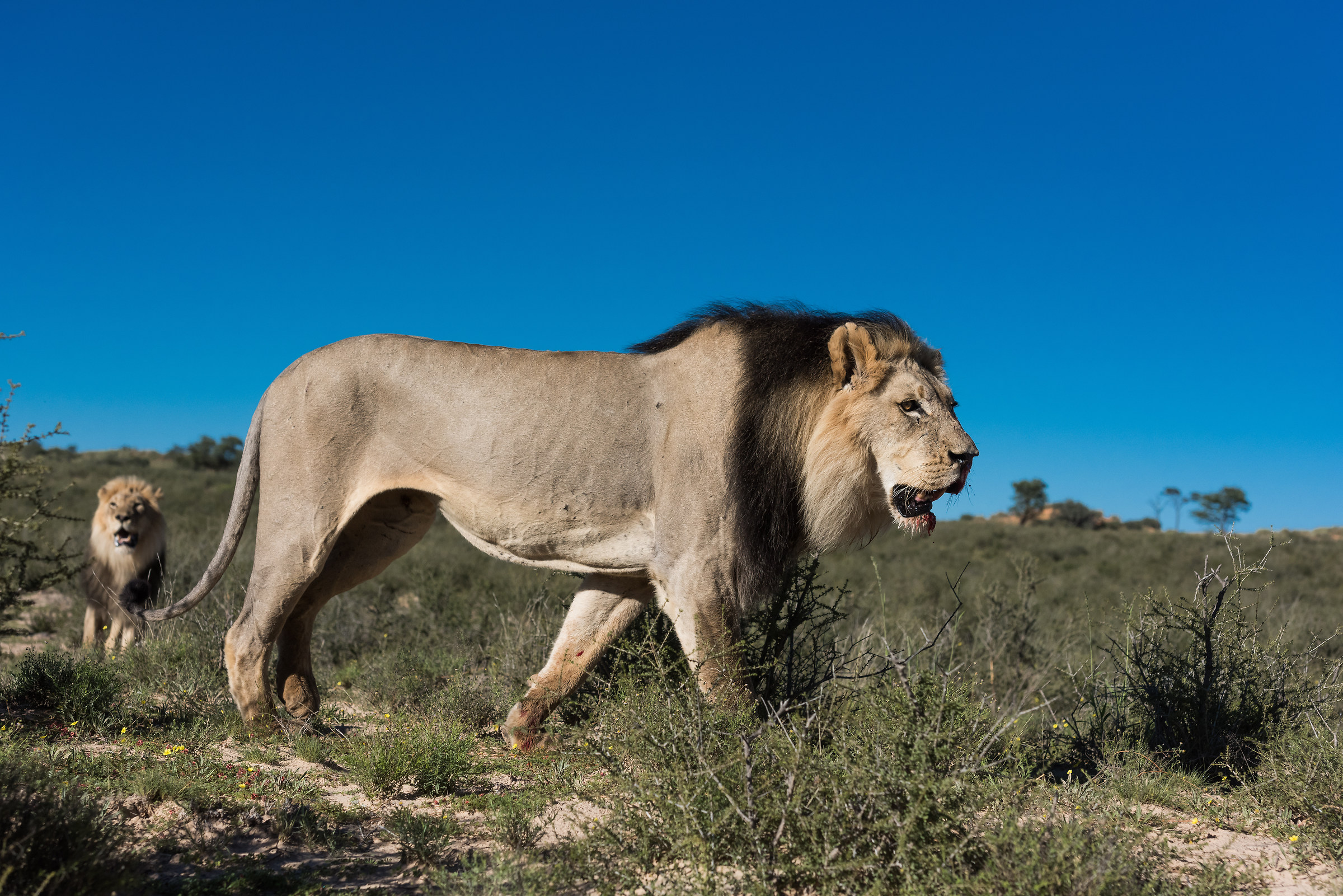 Two meters by her Majesty