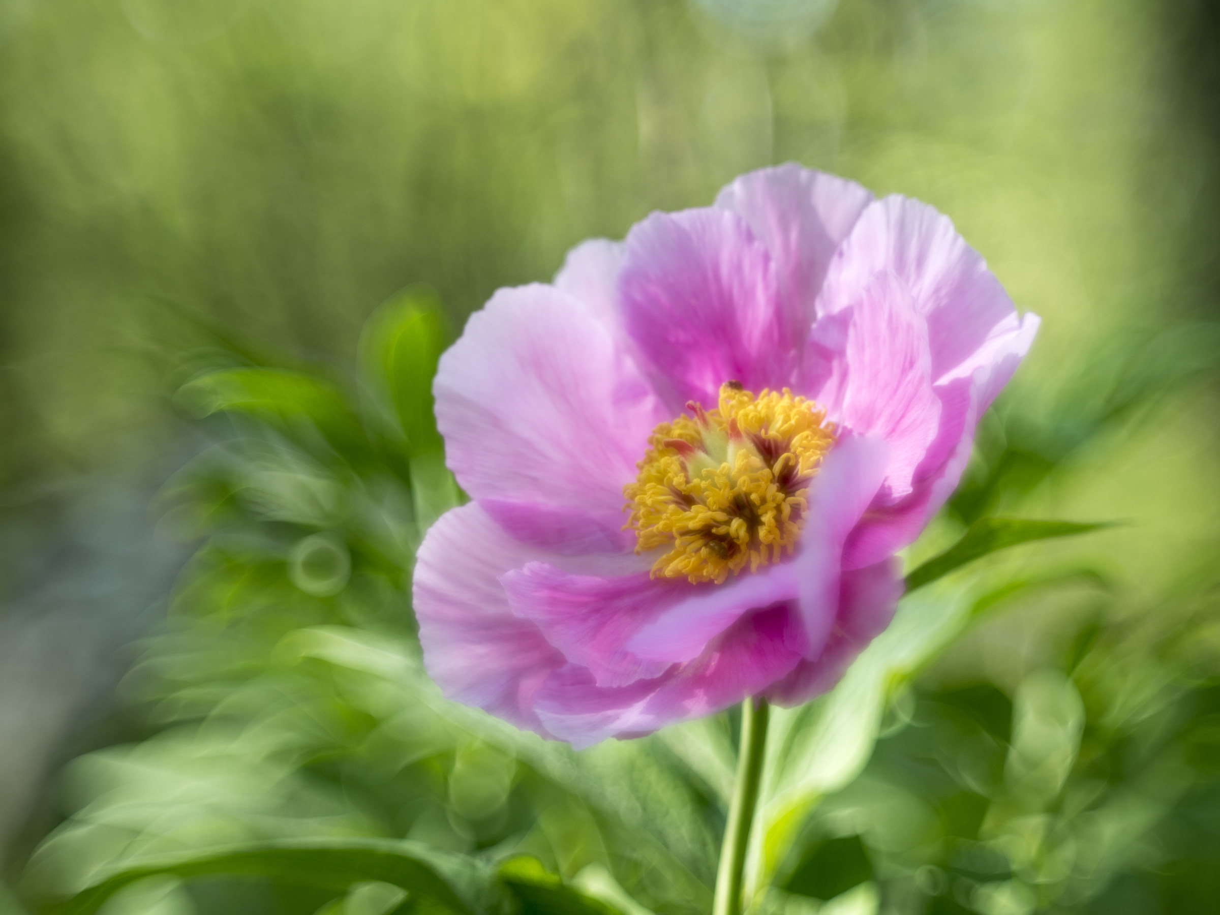 Paeonia officinalis
