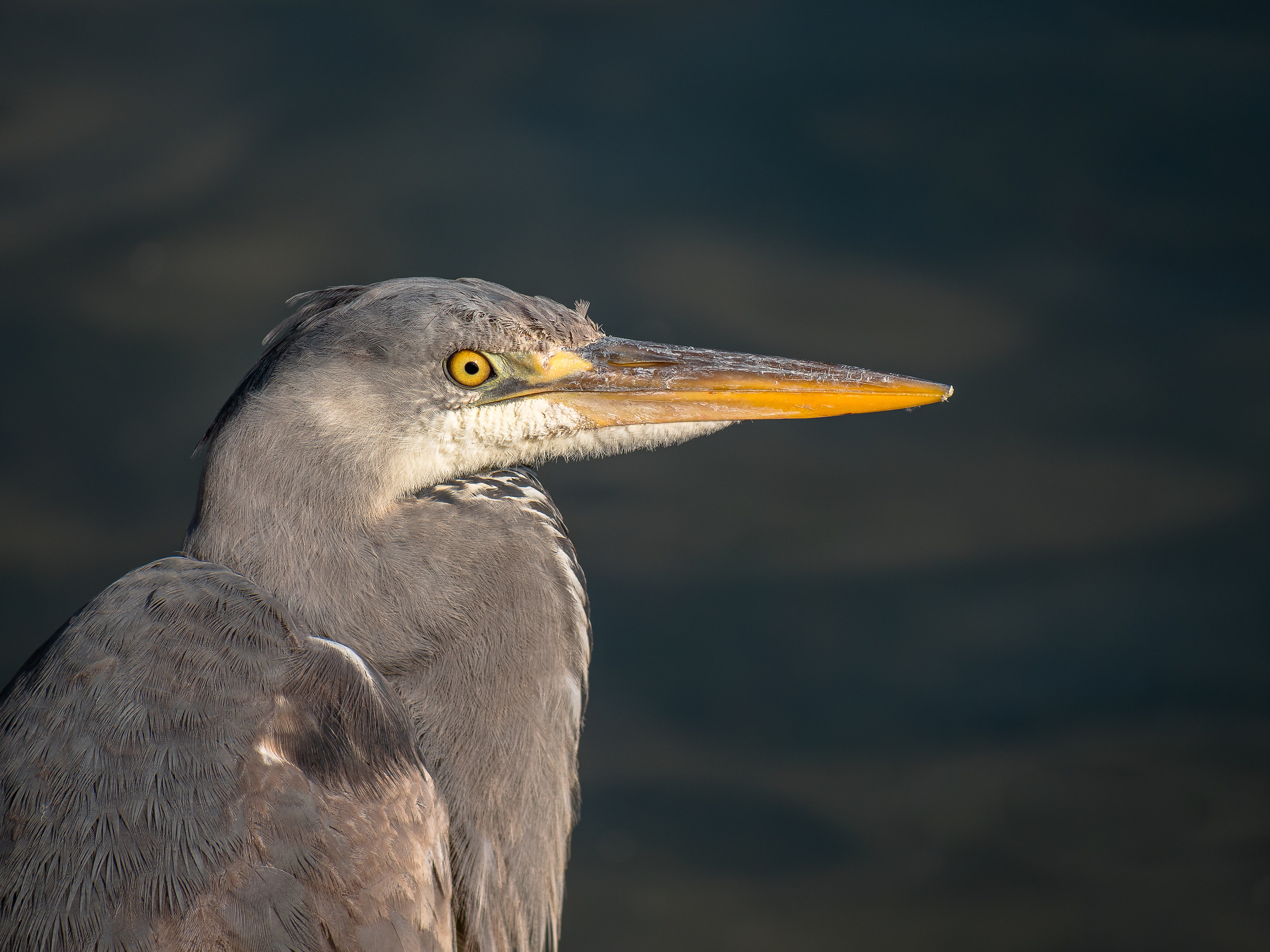 Profile ... ... ....