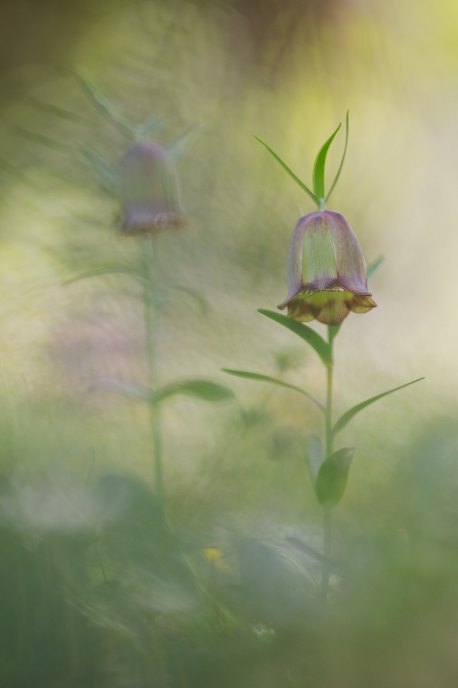 Fritillaria pontica