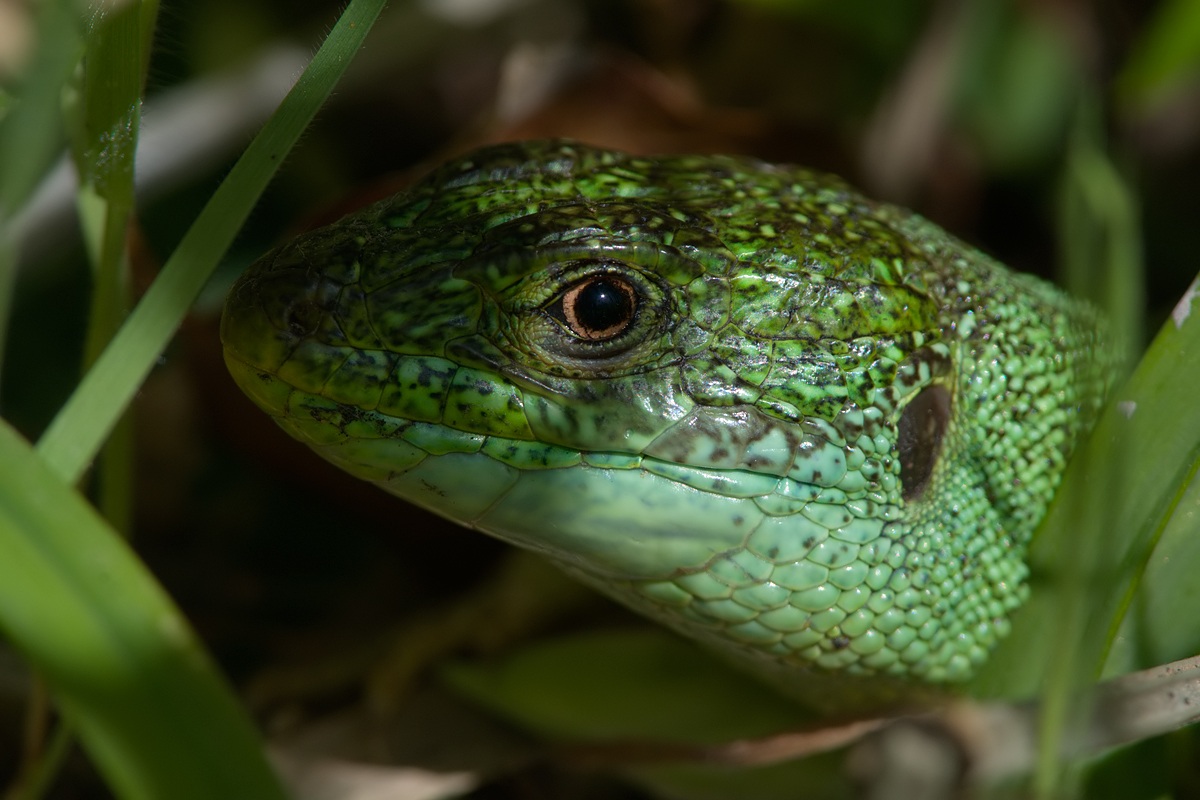Sguardo da rettile (ramarro)