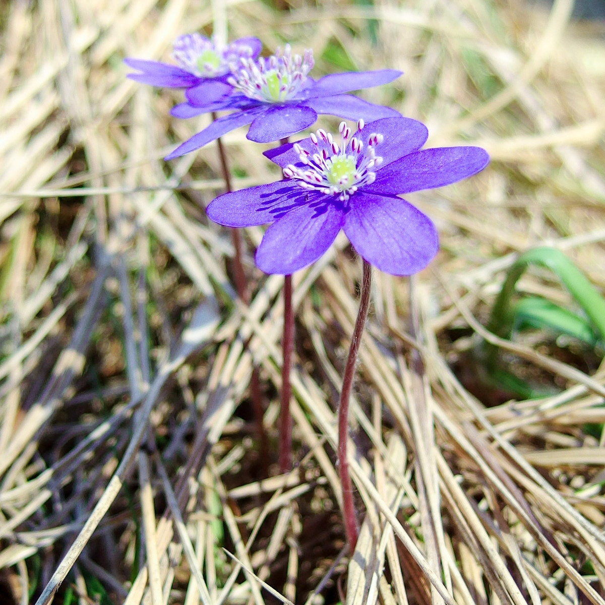 The first timid blooms