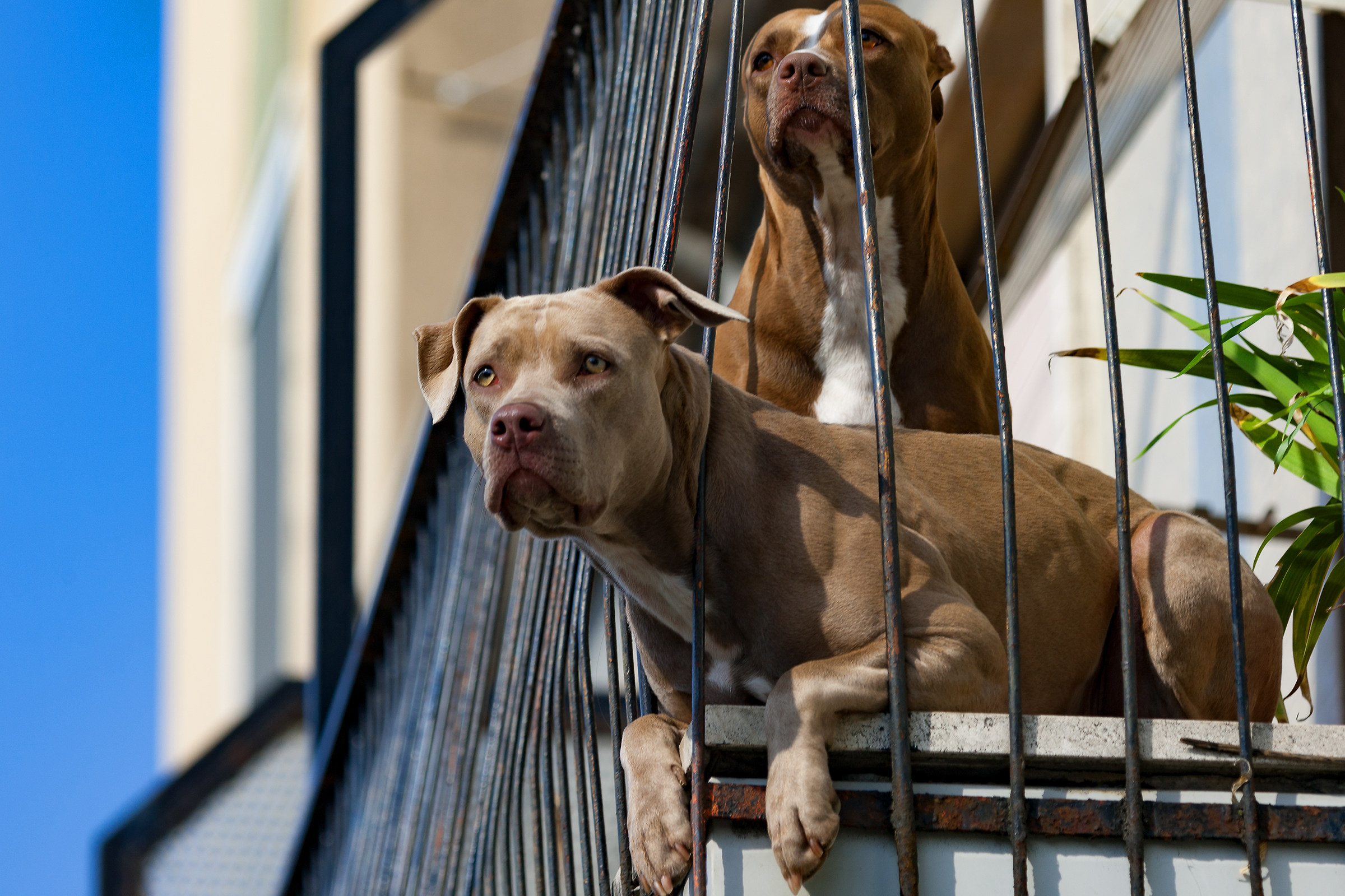 Animali poco domestici