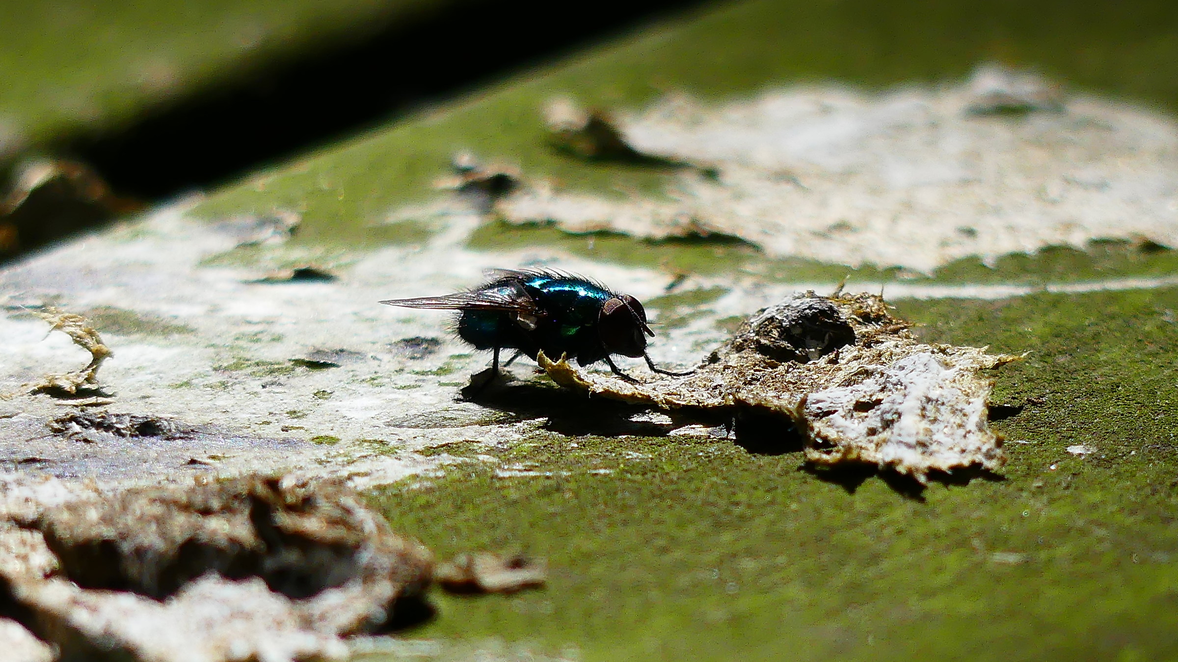 Mosca verde