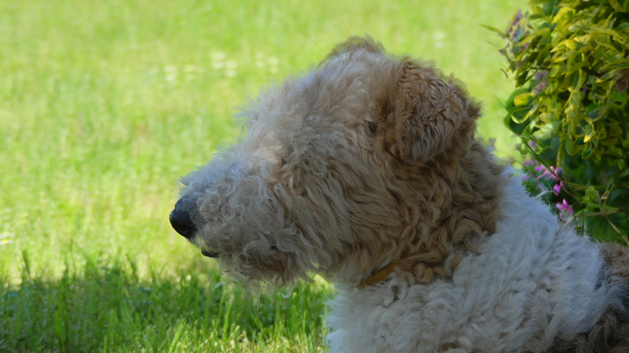 Fox terrier