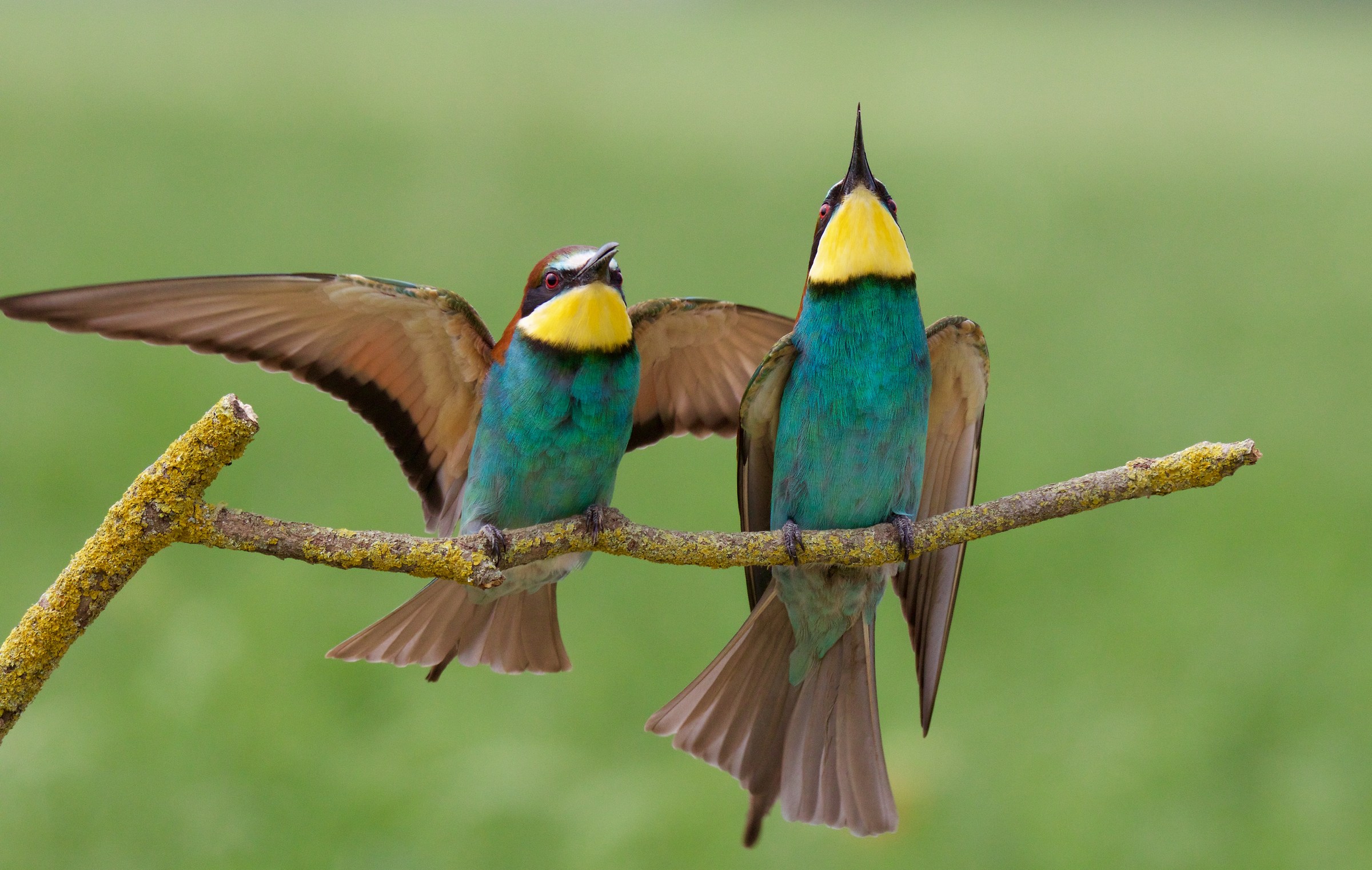 first bee-eaters