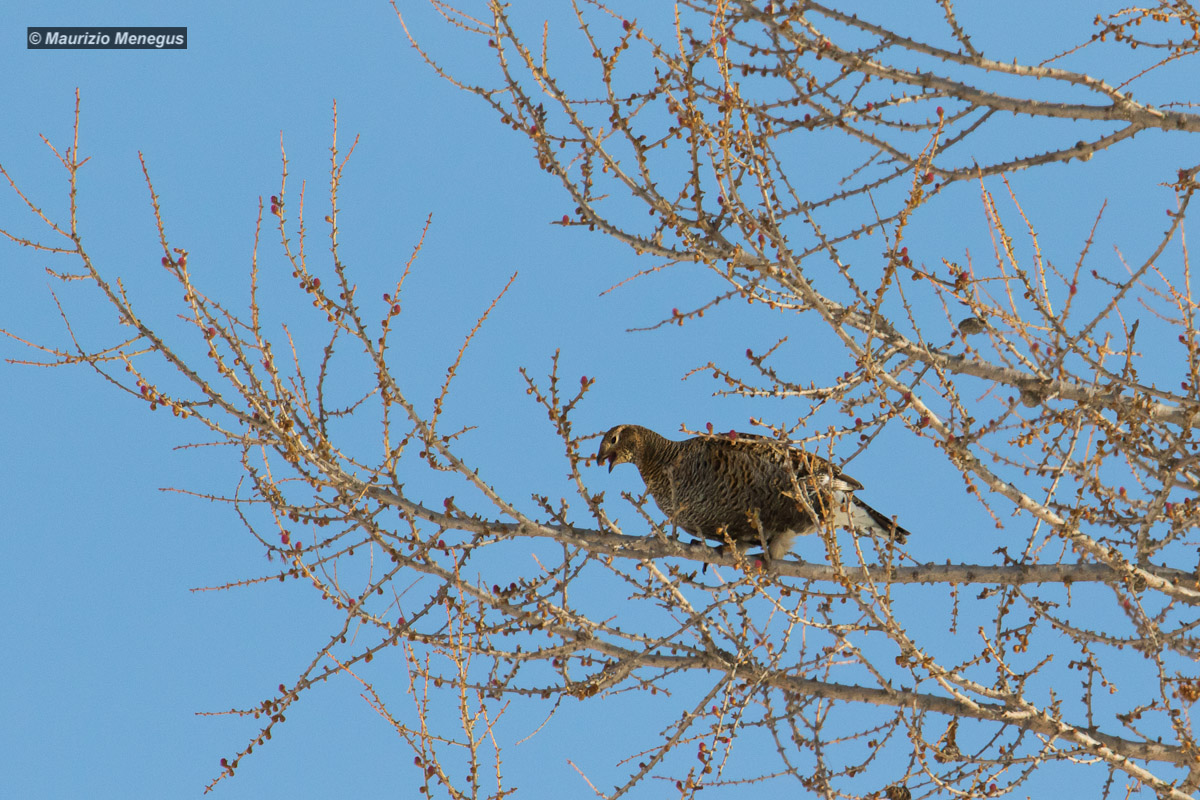 The chicken of black grouse
