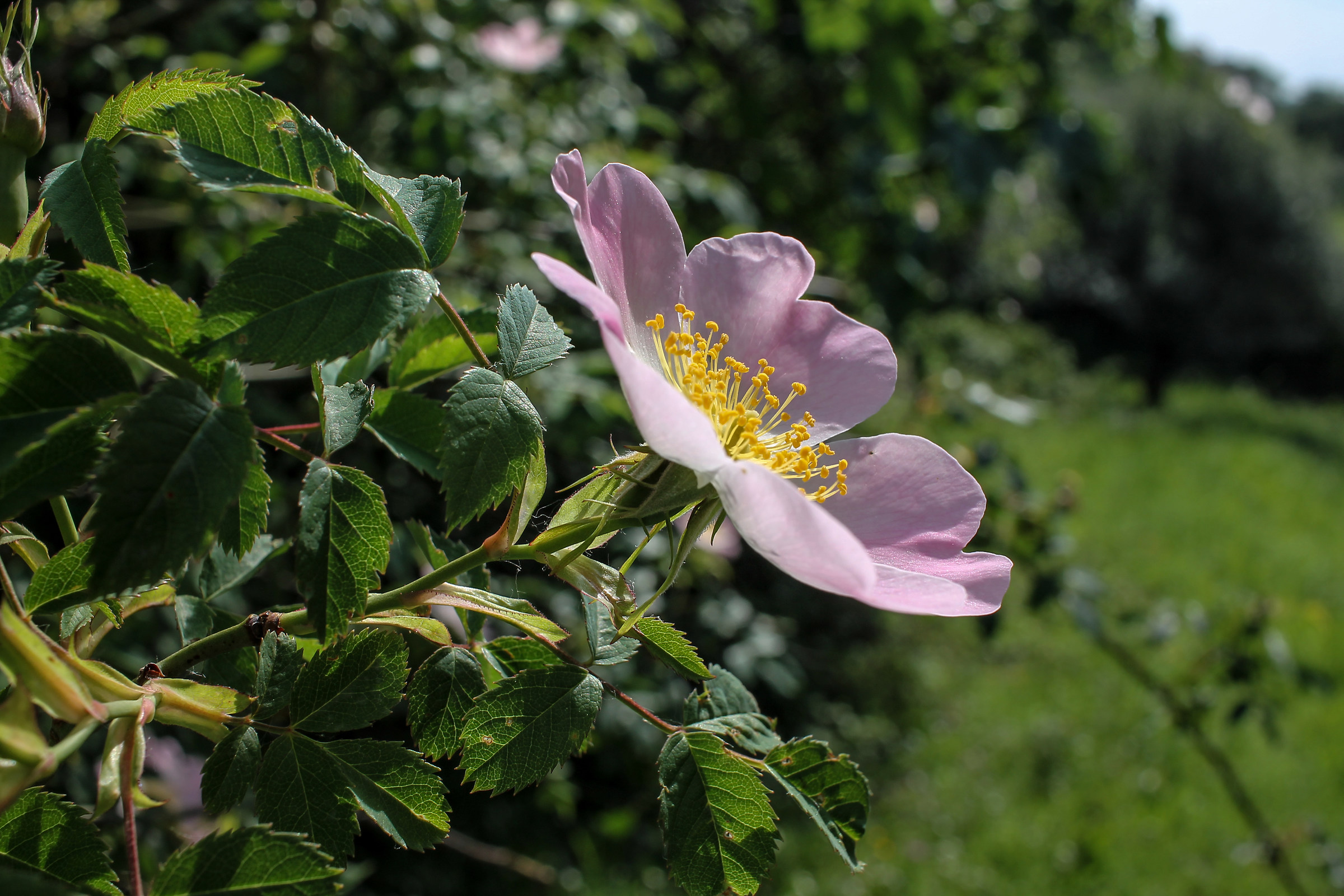 Delicatezza nel Bosco