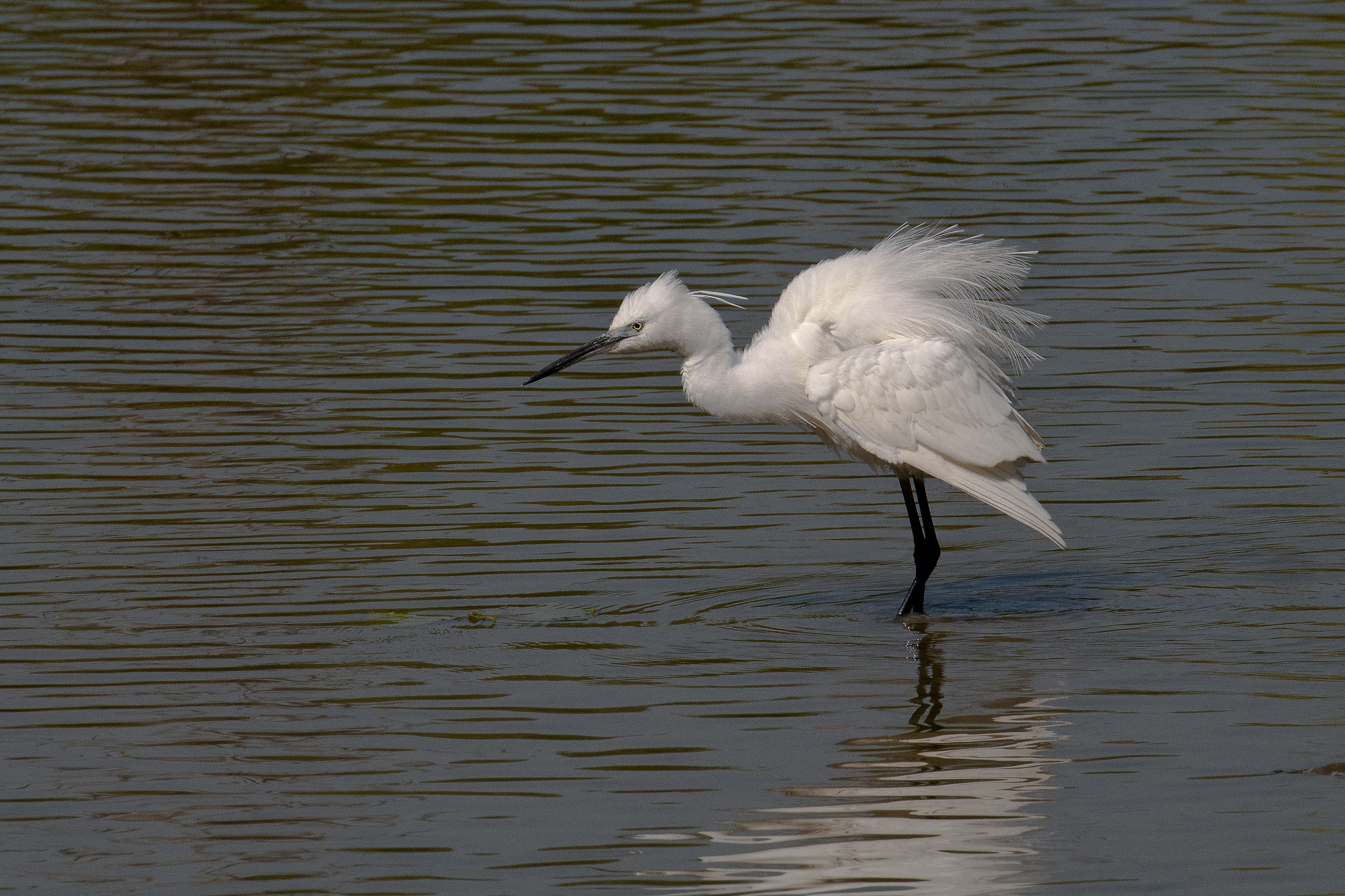 Little egret (Egretta garzetta)