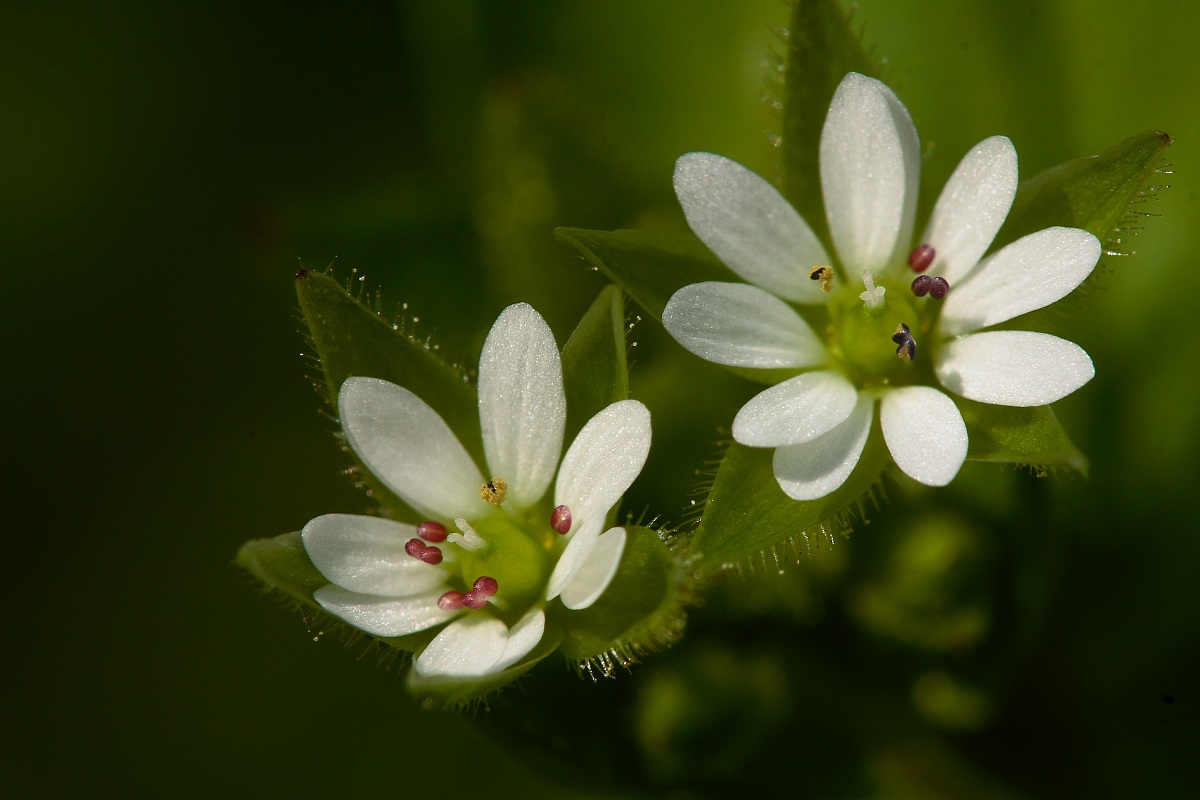 Alliara petiolata (Brassicaceae)