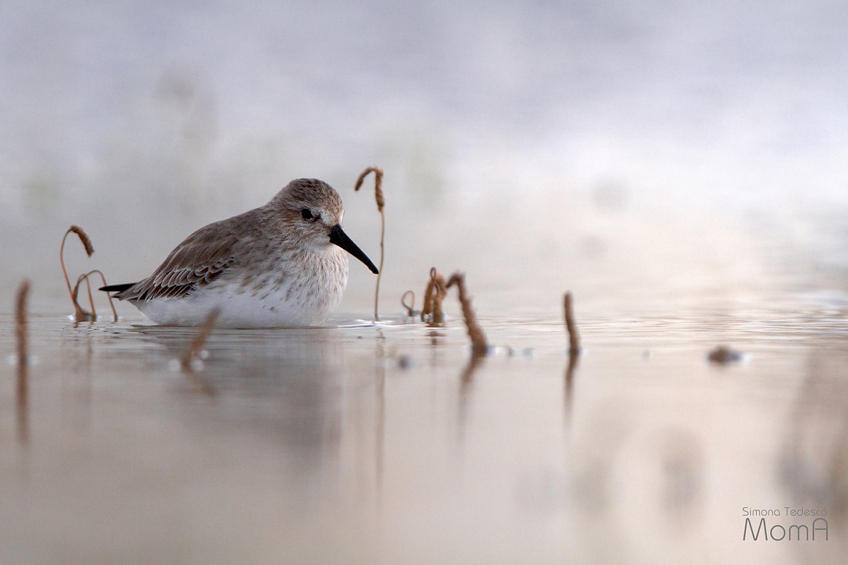Dunlin