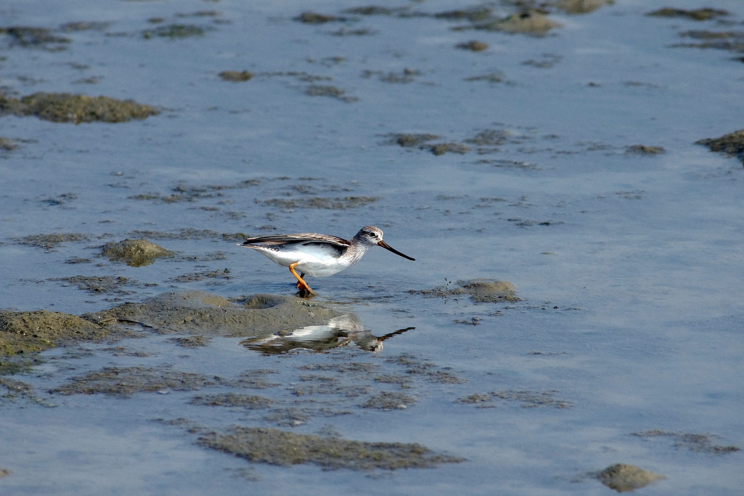 Terek Sandpiper
