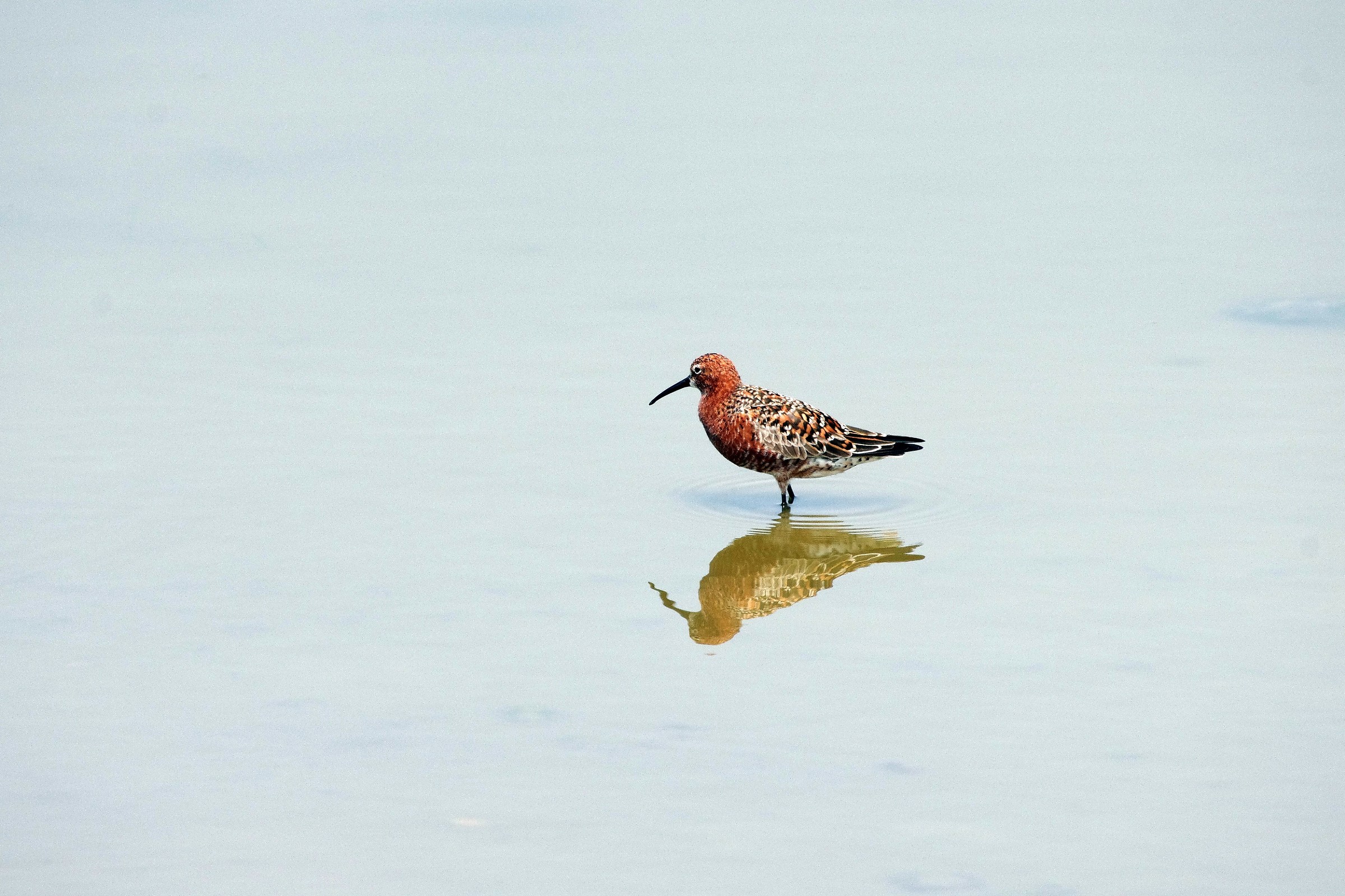 Curlew Sandpiper