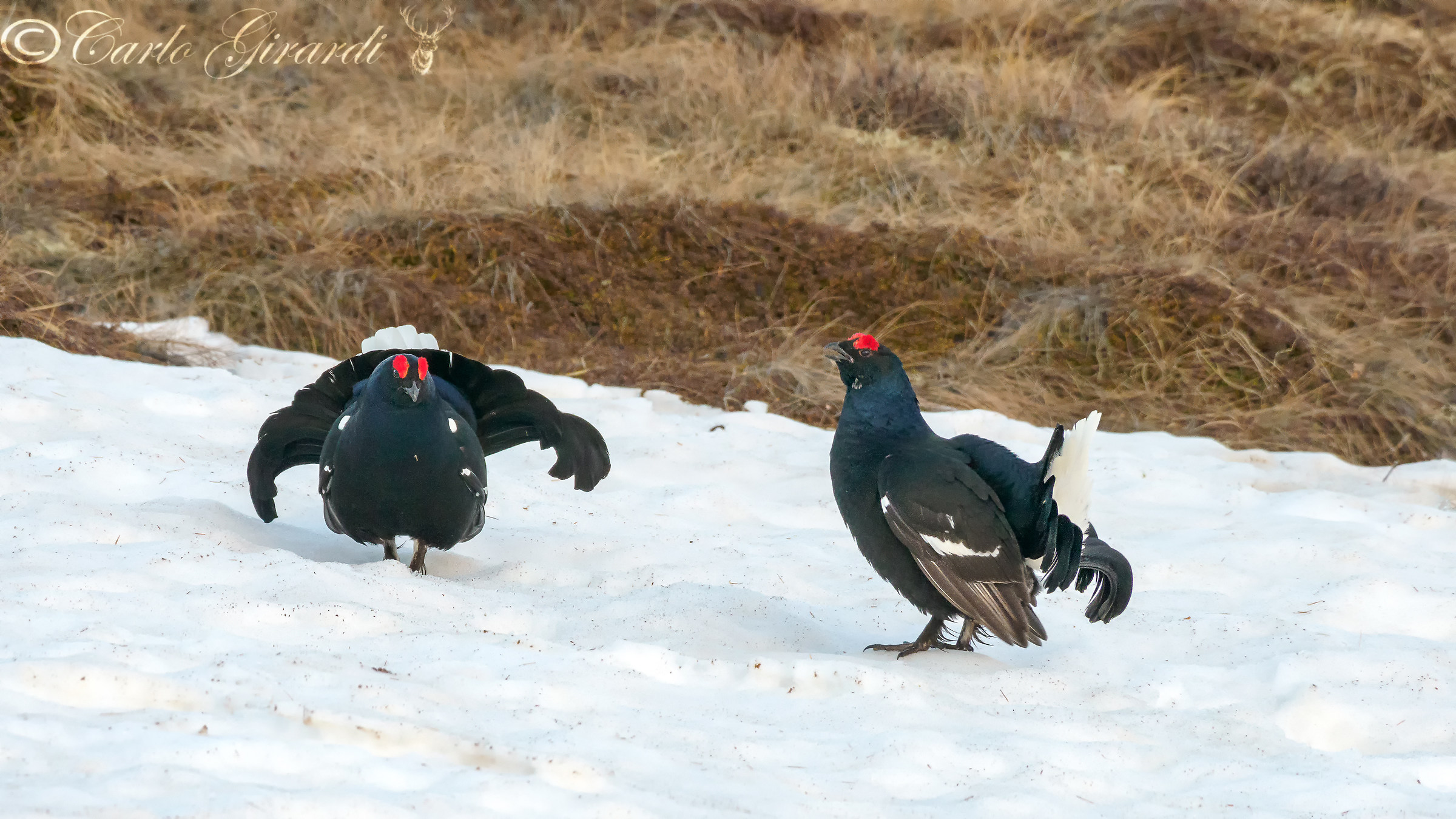 Grouse this year is the time