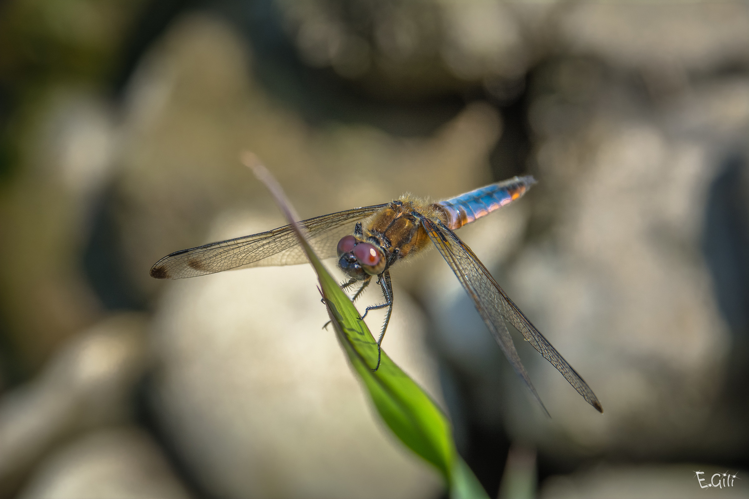 Dragonfly #1