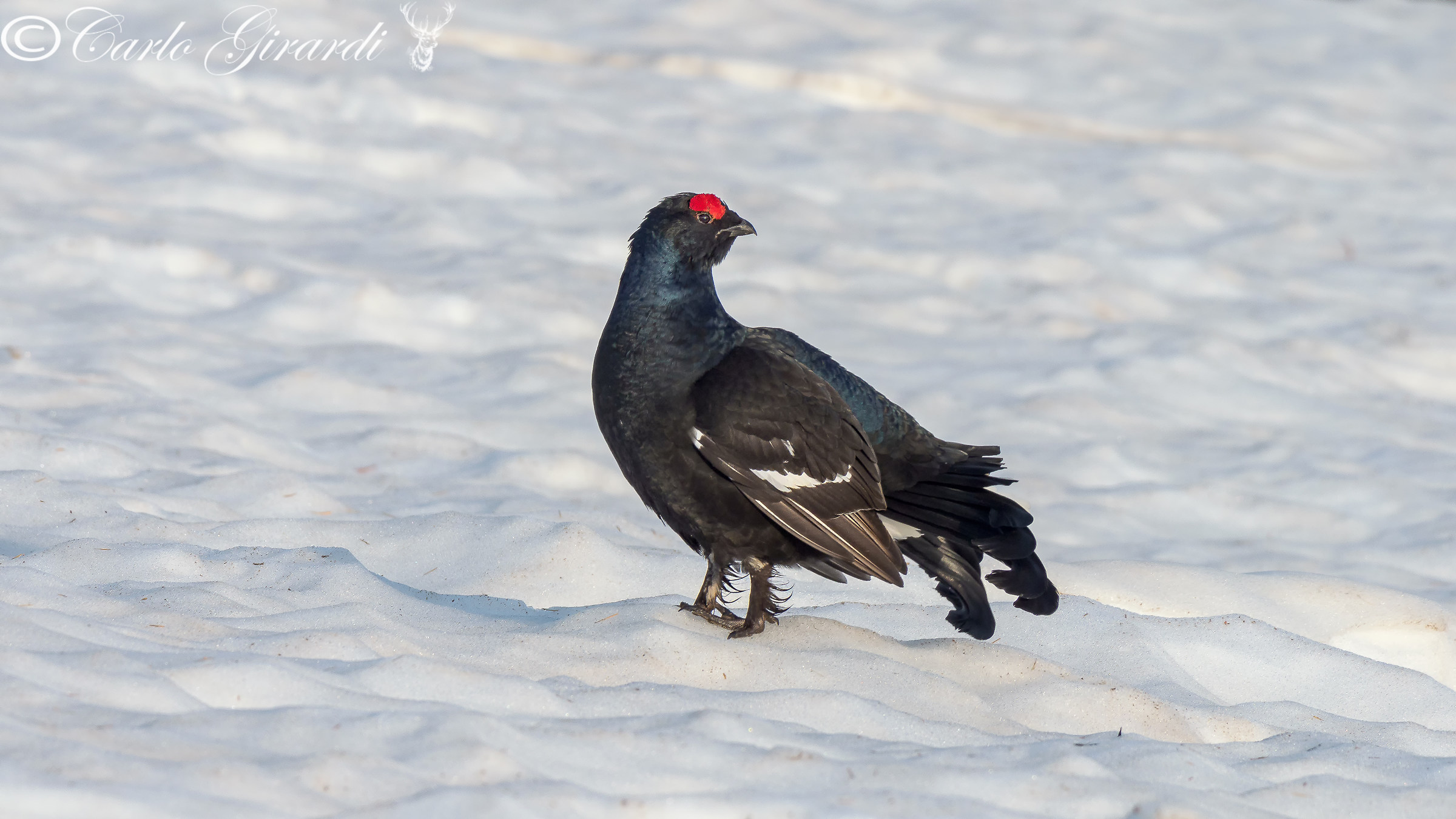 Black grouse
