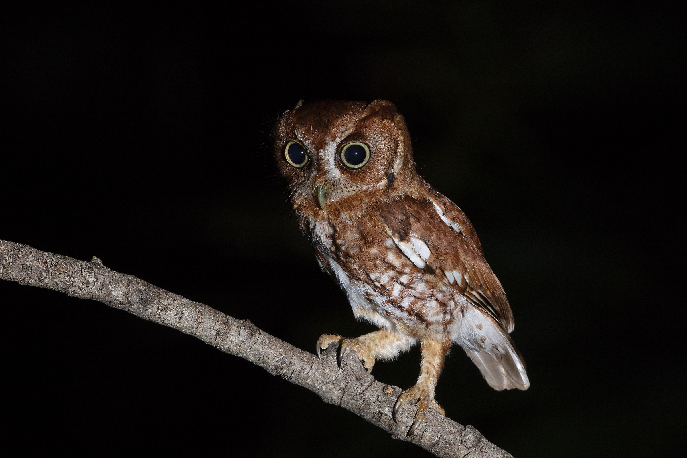 Screech Owl Red Morph