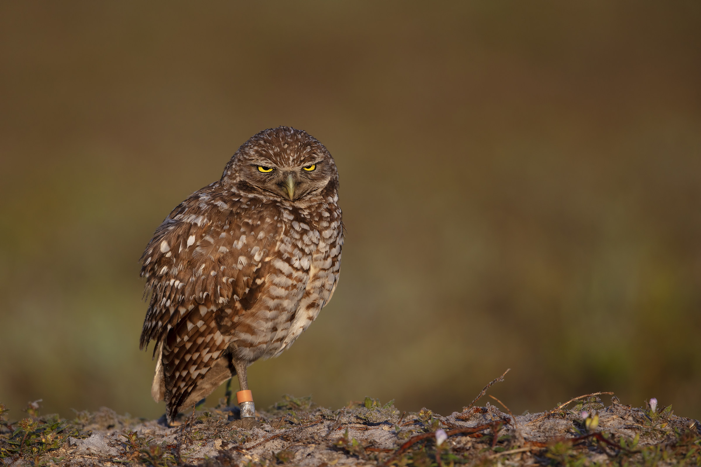 Questi anelli mi rendono di cattivo umore !