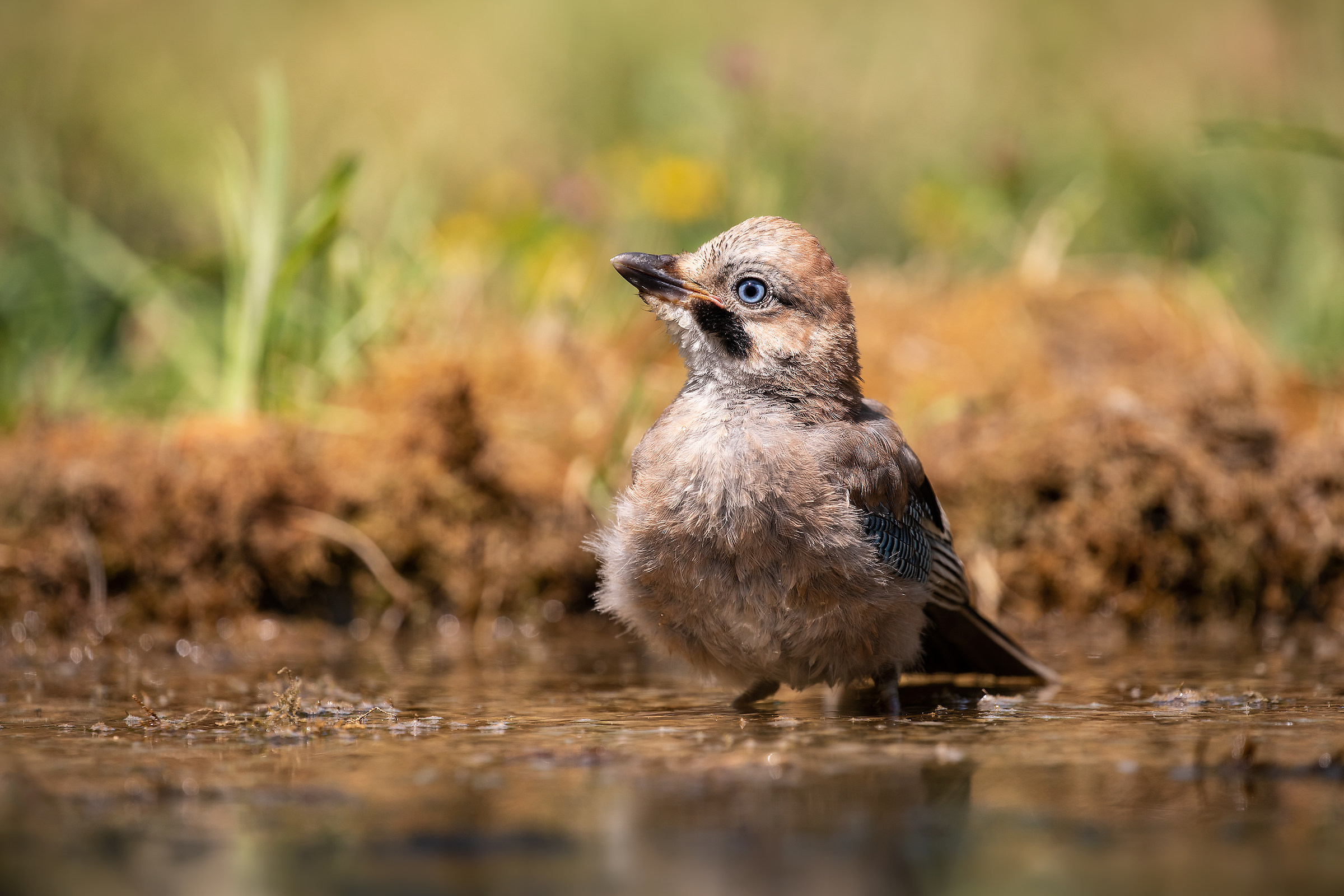 Bathing beauty