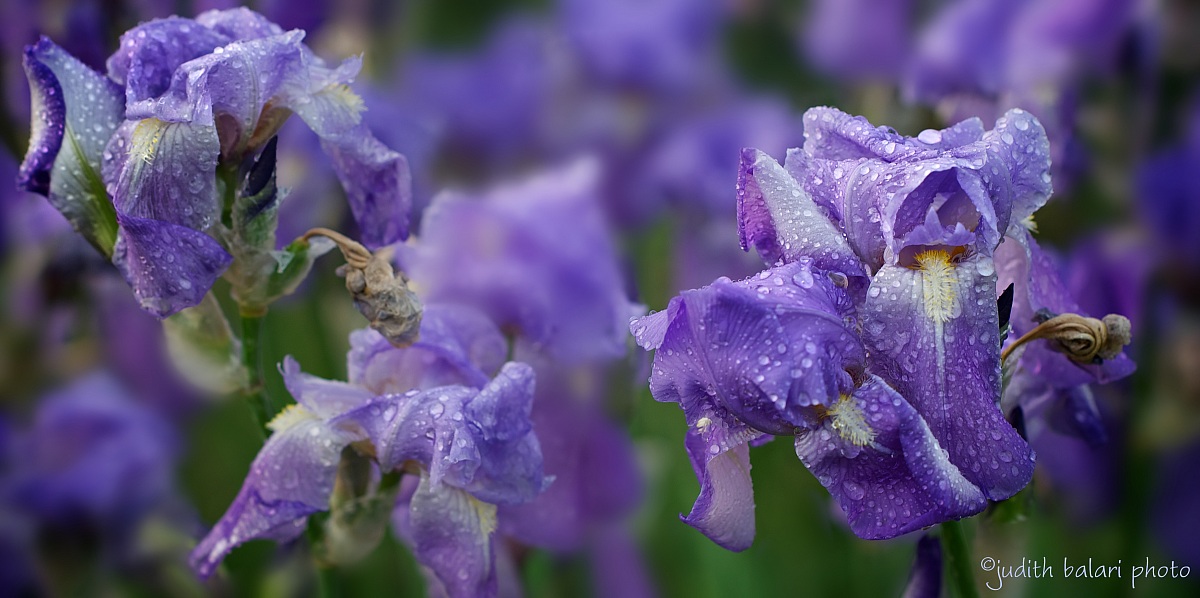 even wet are gorgeous