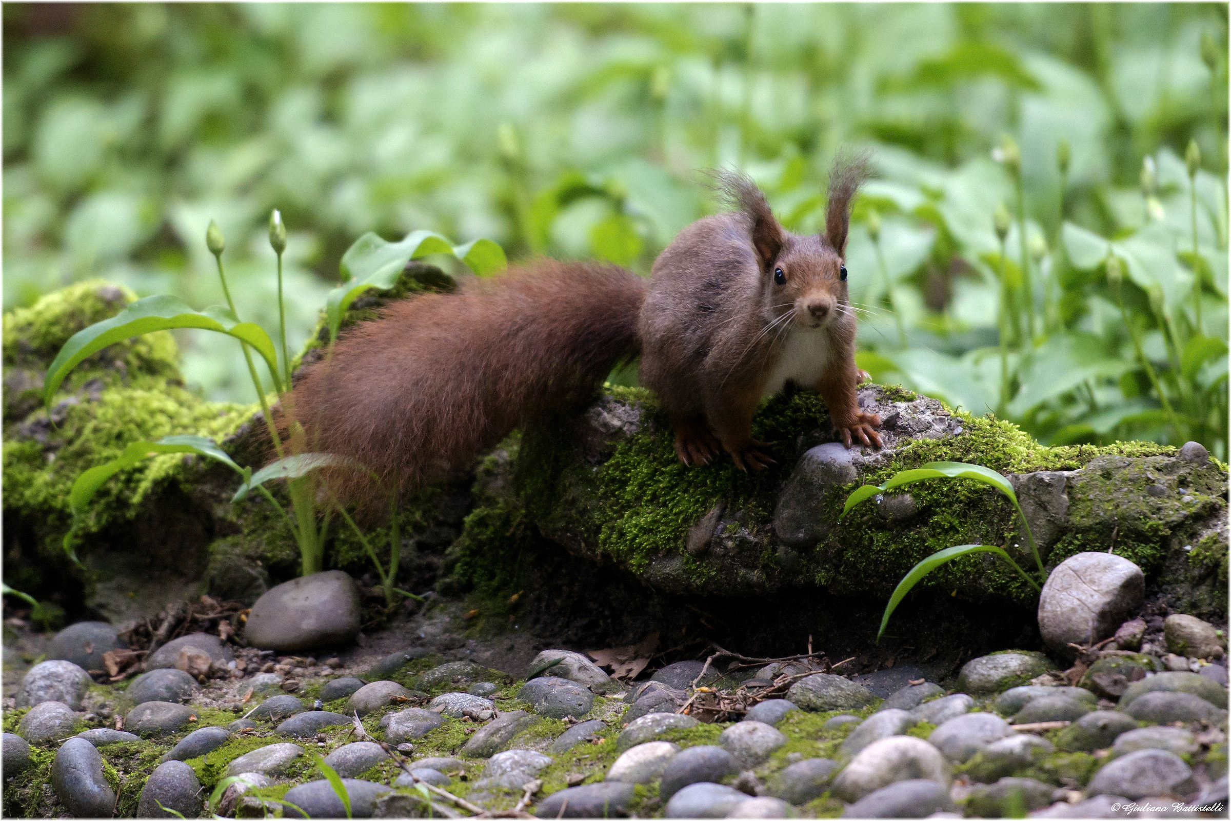 Did you bring any nut?