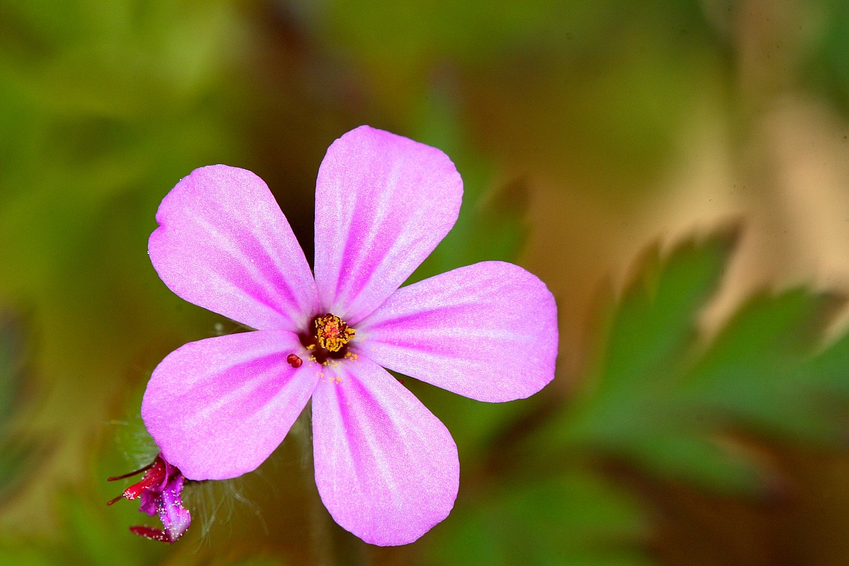Malacoides Erodium (Geraniaceae)