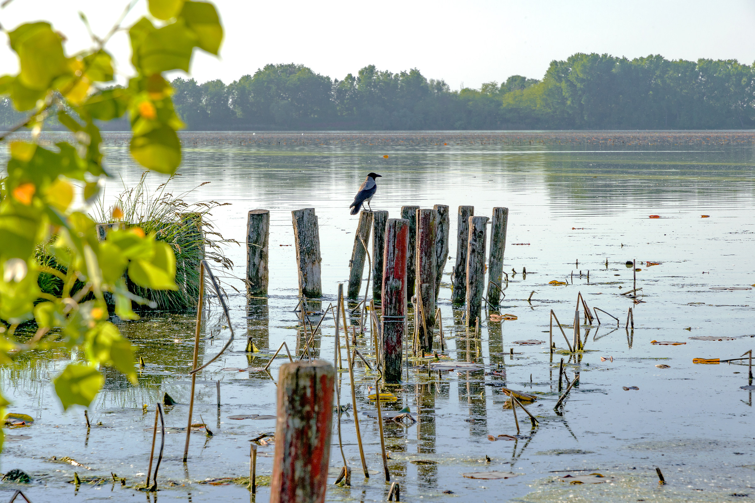 Upper Lake of Mantua