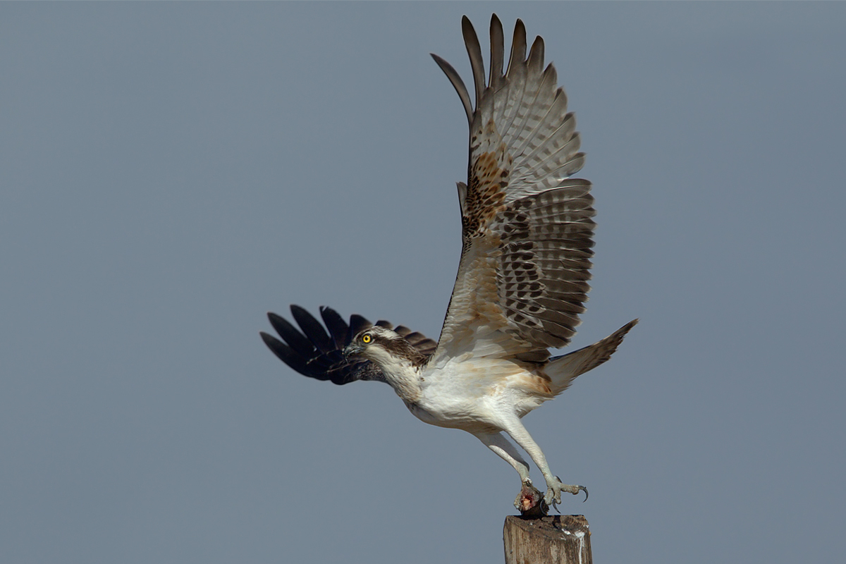 Falco pescatore spicca il volo